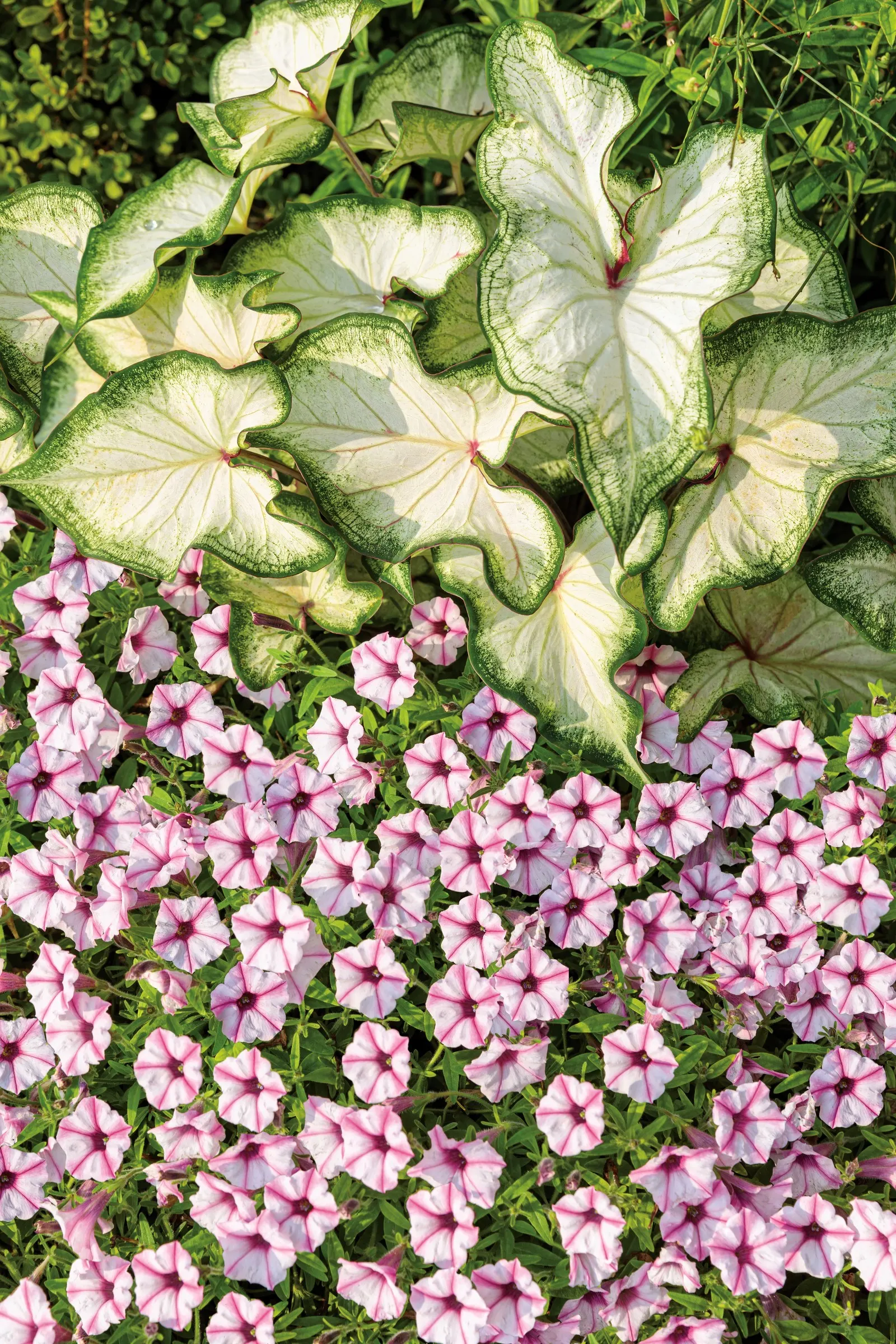 White Wonder Sun or Shade Caladium (Caladium hortulanum) — A Proven Winners® selection; commonly referred to as White Wonder Sun or Shade Caladium