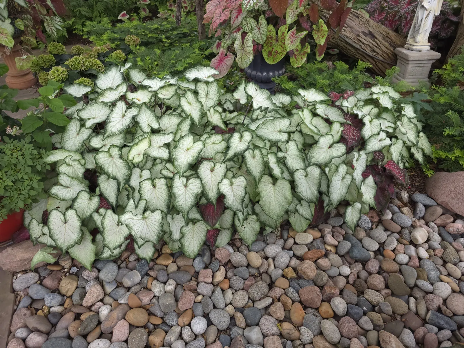 White Wonder Sun or Shade Caladium (Caladium hortulanum) — creating a bright focal point even in shaded corners where flowers often fade from, image 74
