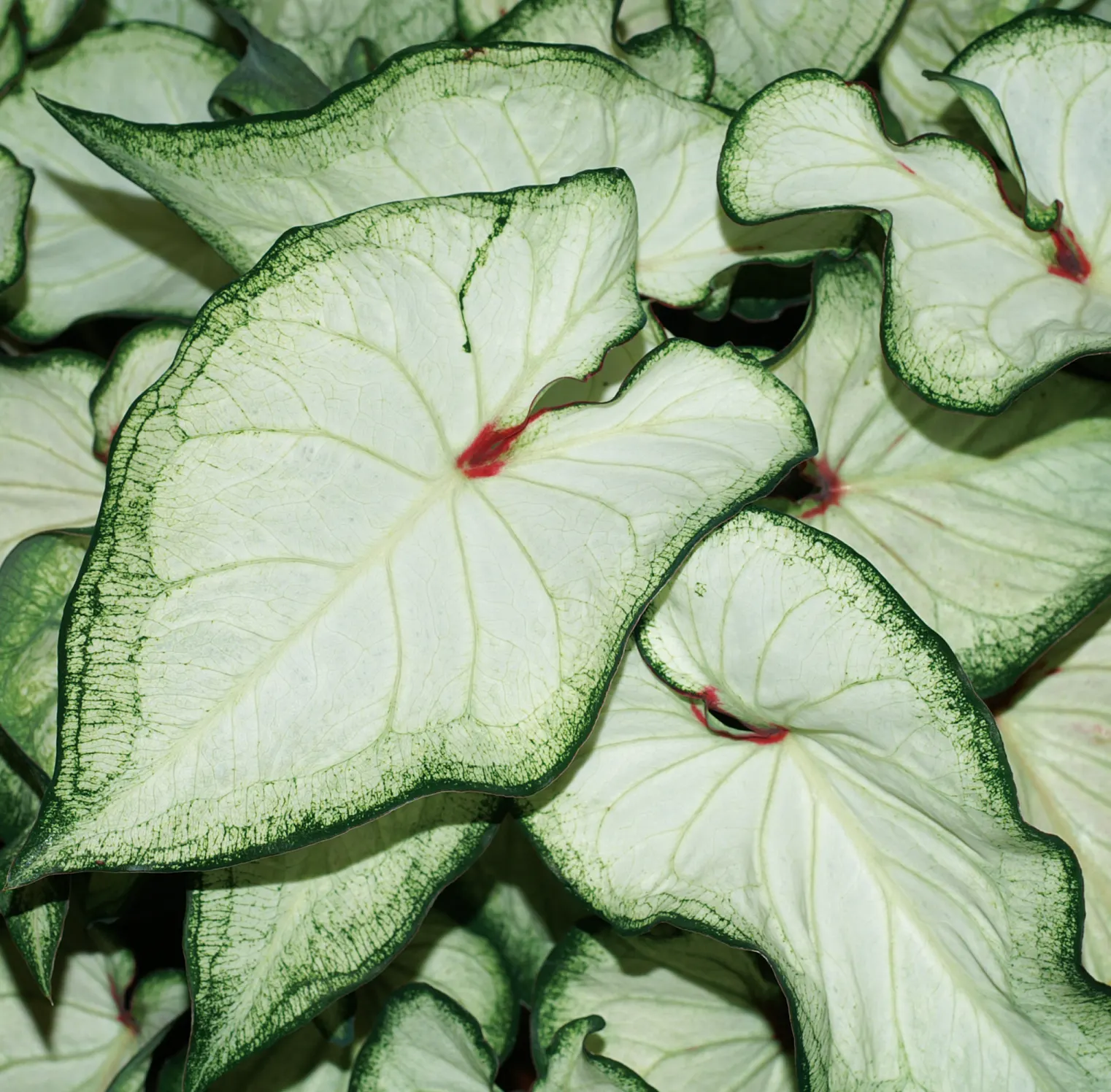 White Wonder Sun or Shade Caladium (Caladium hortulanum) — so place thoughtfully around pets and children; its deer resistance and easy maintenance, image 90