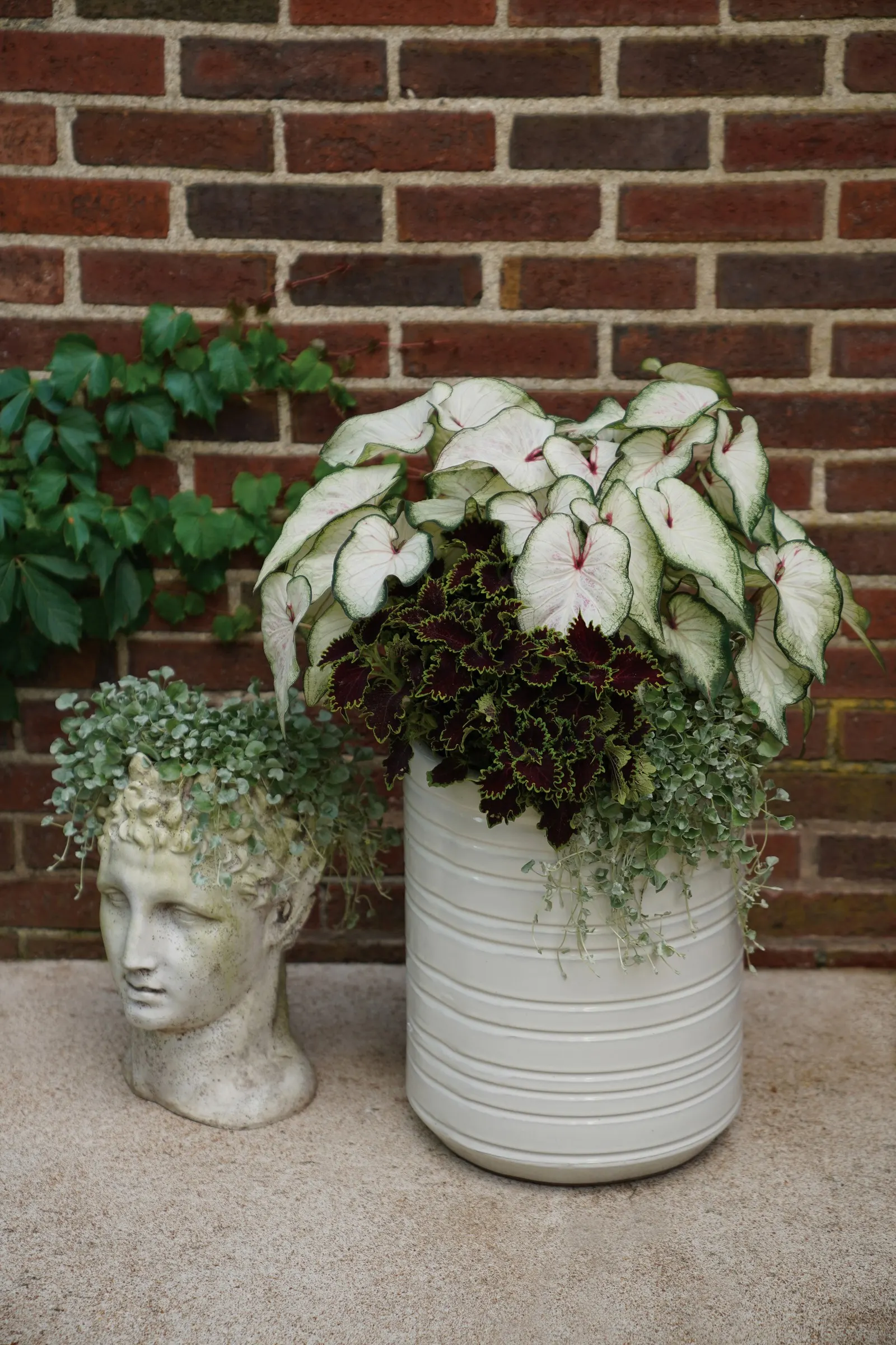 White Wonder Sun or Shade Caladium (Caladium hortulanum) — a luminous edging plant along shaded walks