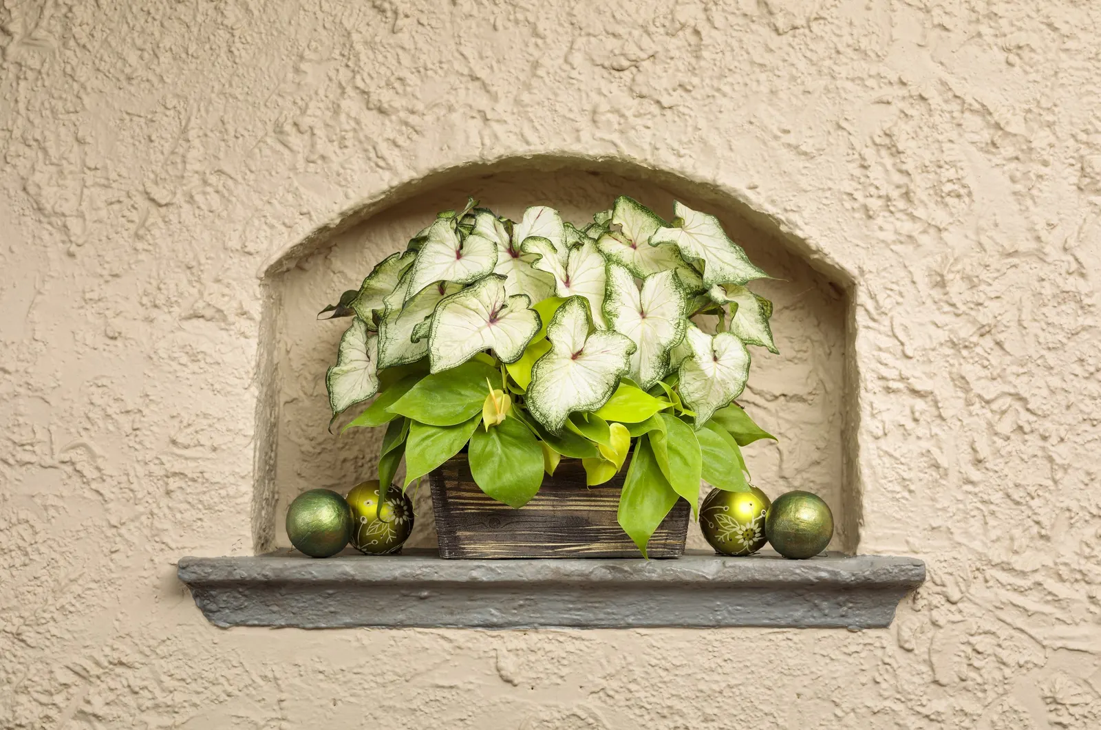 White Wonder Sun or Shade Caladium (Caladium hortulanum) — architectural leaves rather than flowers; so place thoughtfully around pets and children