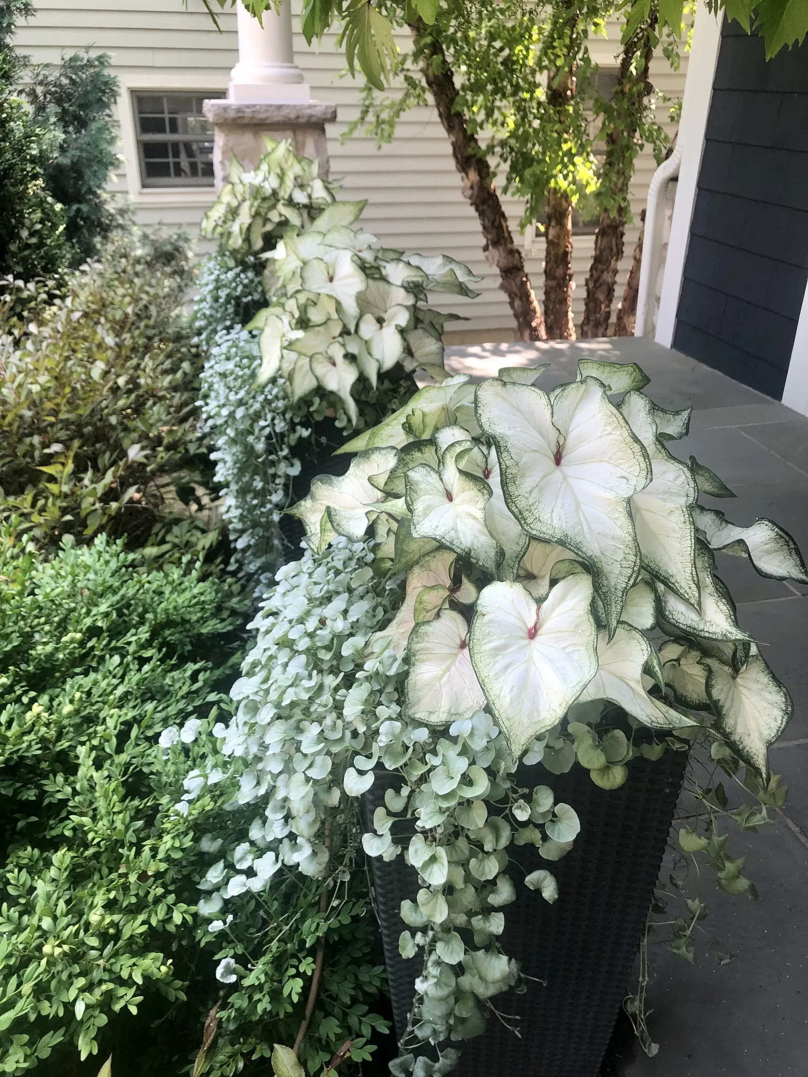 White Wonder Sun or Shade Caladium (Caladium hortulanum) — It thrives in sun or shade, warm conditions, well-drained soil, and steady average moisture
