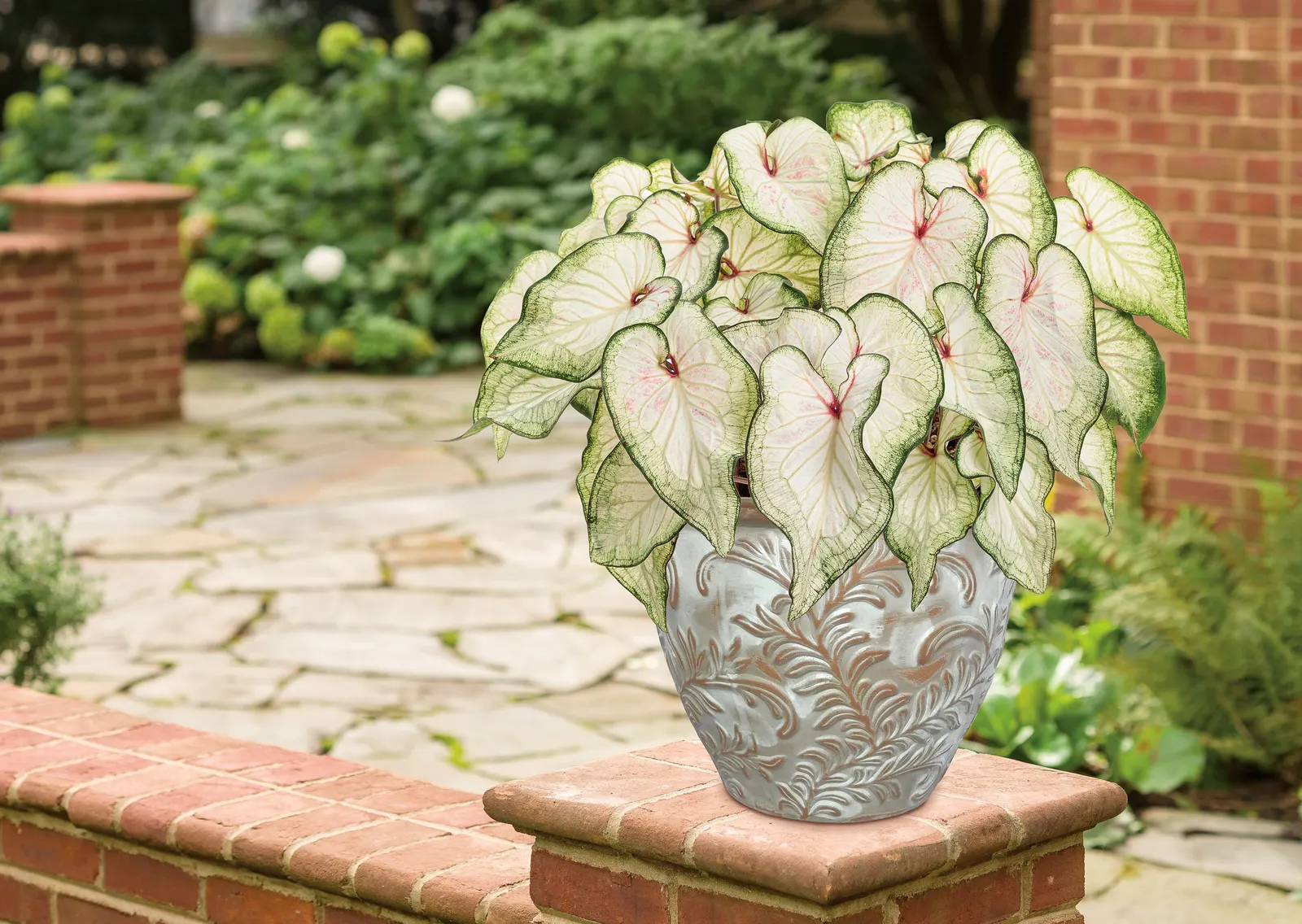 White Wonder Sun or Shade Caladium (Caladium hortulanum) — It thrives in sun or shade, warm conditions, well-drained soil, and steady average moisture; a