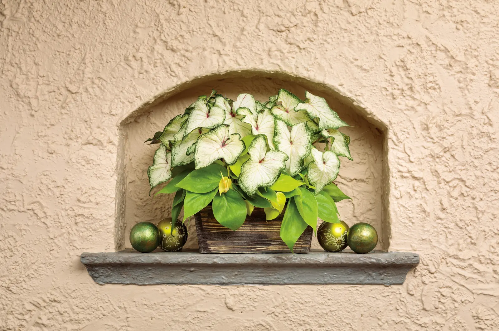 White Wonder Sun or Shade Caladium (Caladium hortulanum) — Hardy in USDA Zones 10a-11b; architectural leaves rather than flowers