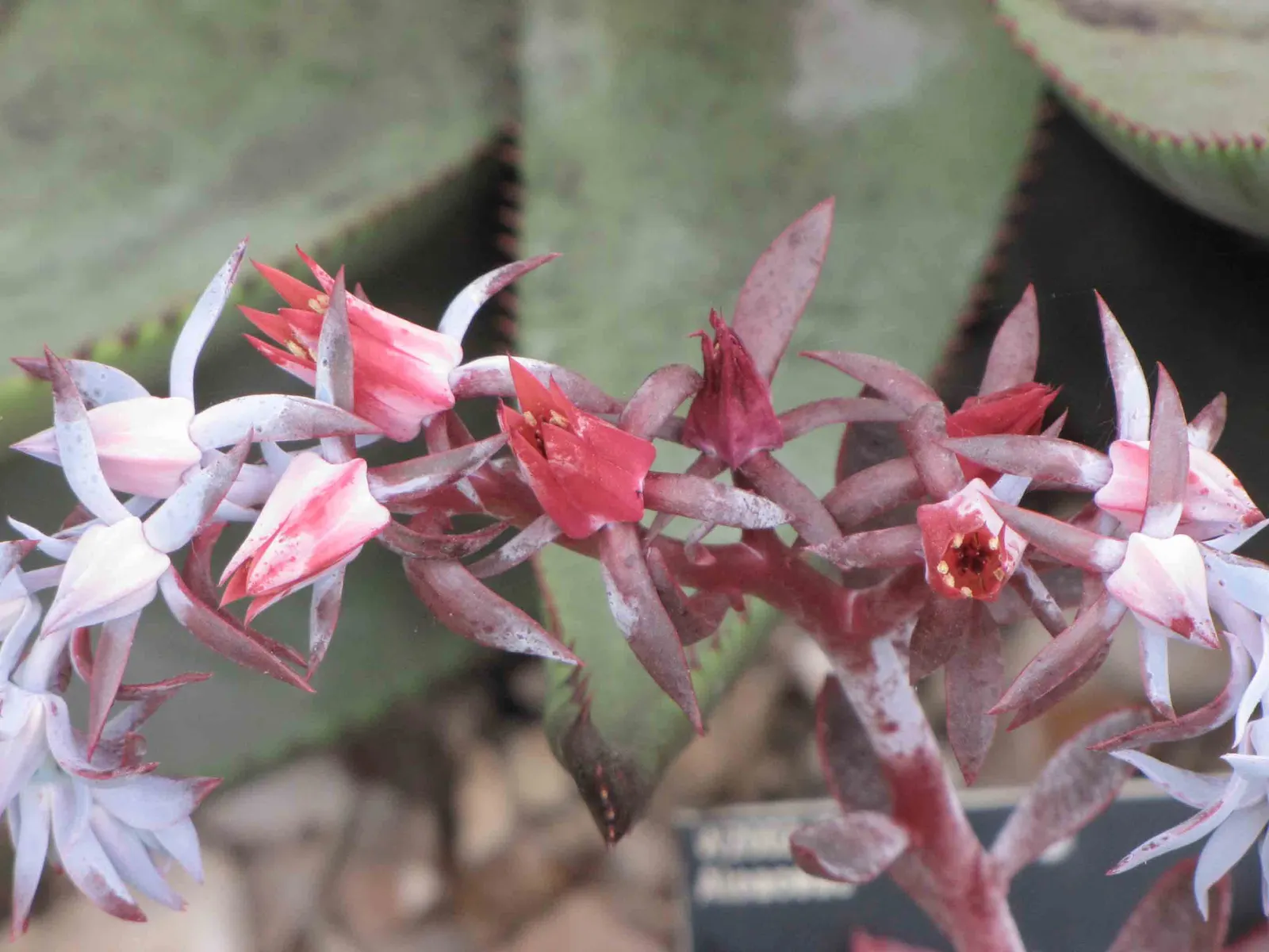 Afterglow Echeveria (Echeveria 'Afterglow') — powdery pinkish-lavender leaves with a delicate sheen
