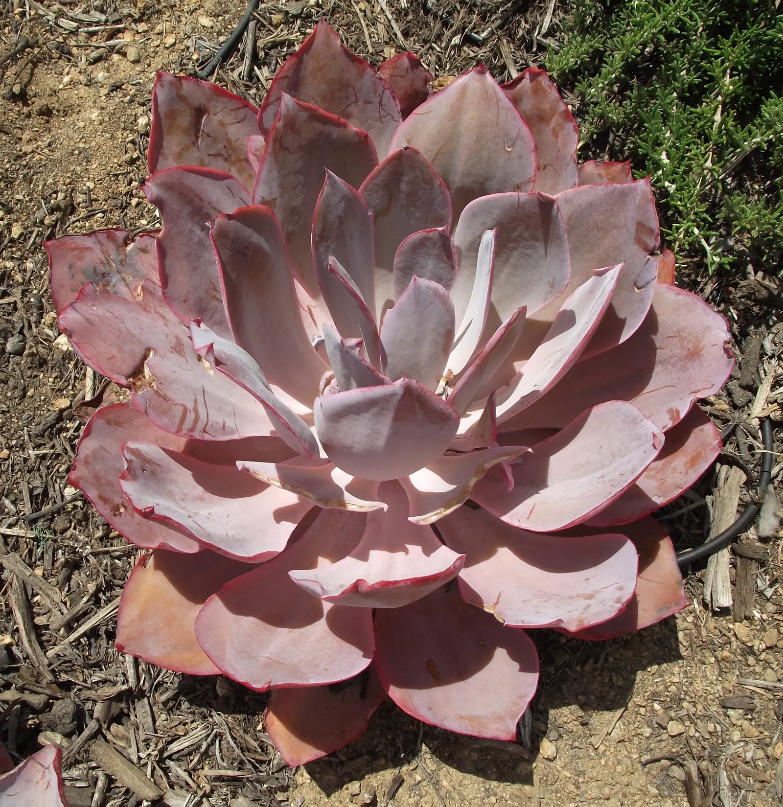 Afterglow Echeveria (Echeveria 'Afterglow') — Echeveria 'Afterglow' is a stunning succulent featuring wide