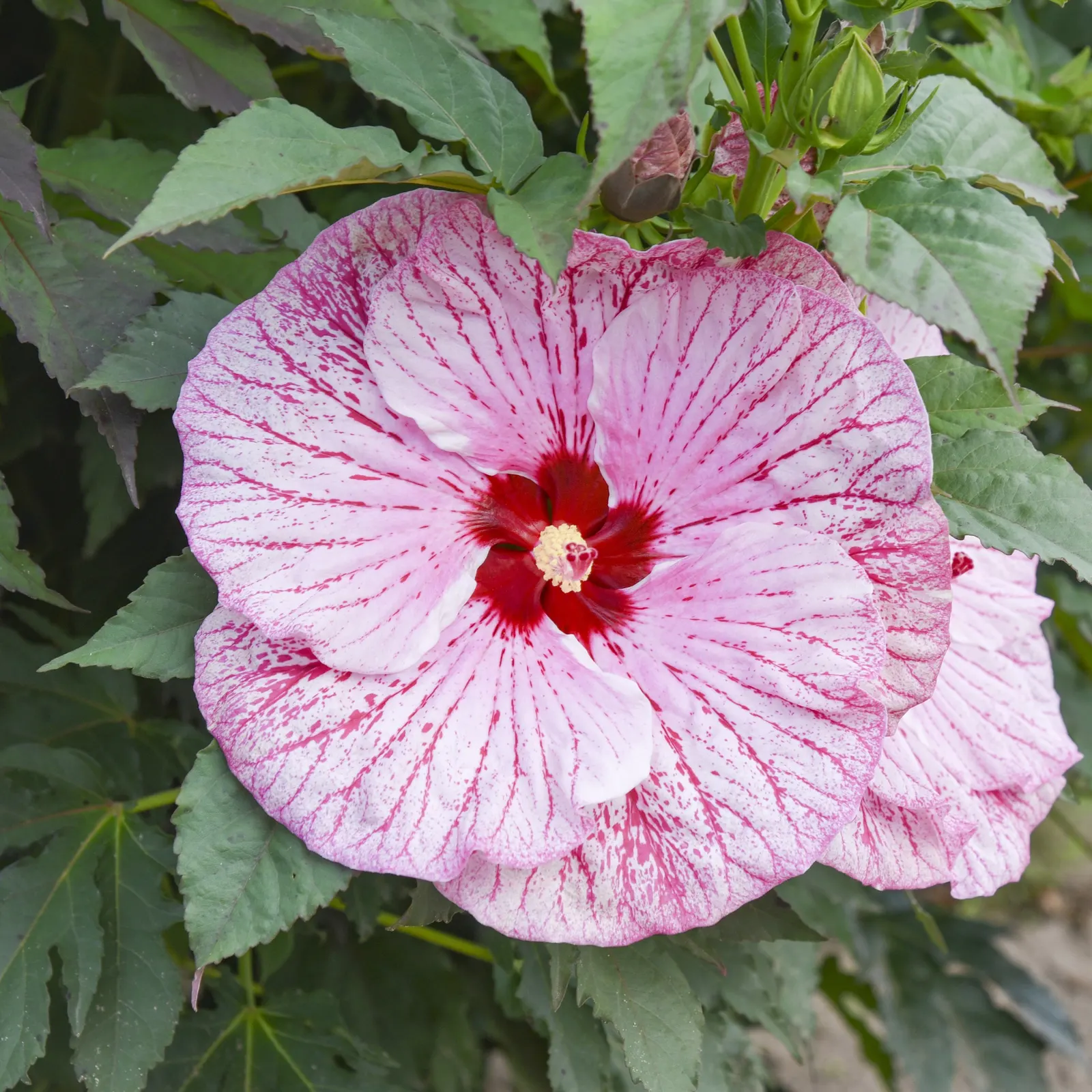 'Glitter Bomb' Rose Mallow (Hibiscus hybrid) — It matures 54-60 inches tall and 66-72 inches wide, forming a broad, gumdrop-shaped specimen