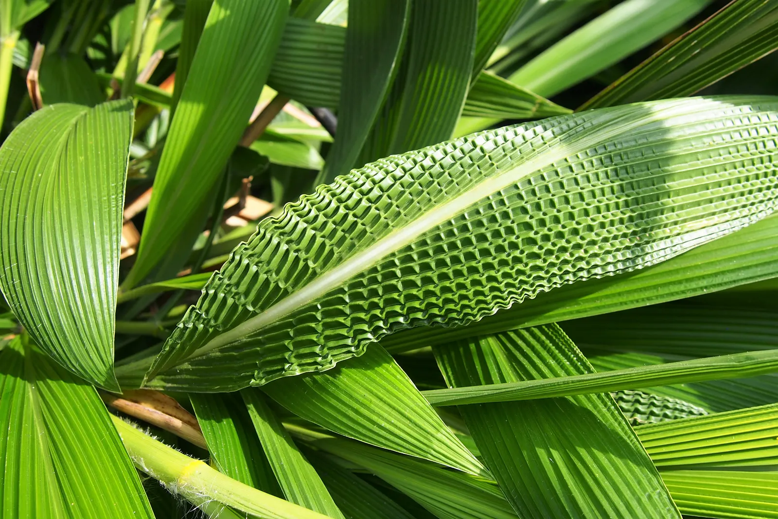 Palmgrass (Setaria Palmifolia) — Palmgrass serves as an exceptional focal point or backdrop plant in a tropical or Asian-themed garden; the unique leaves of