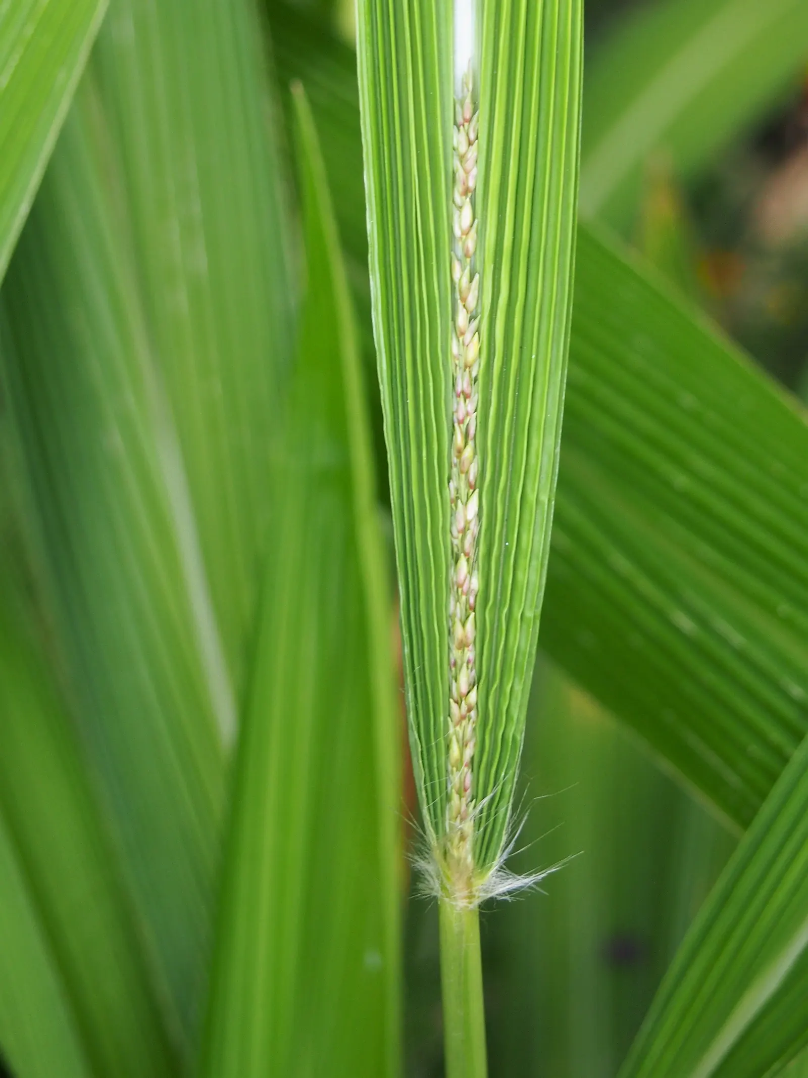 Palmgrass (Setaria Palmifolia) — This grass adds a lush, exotic texture to gardens and is ideal for understory plantings or container displays, image 49