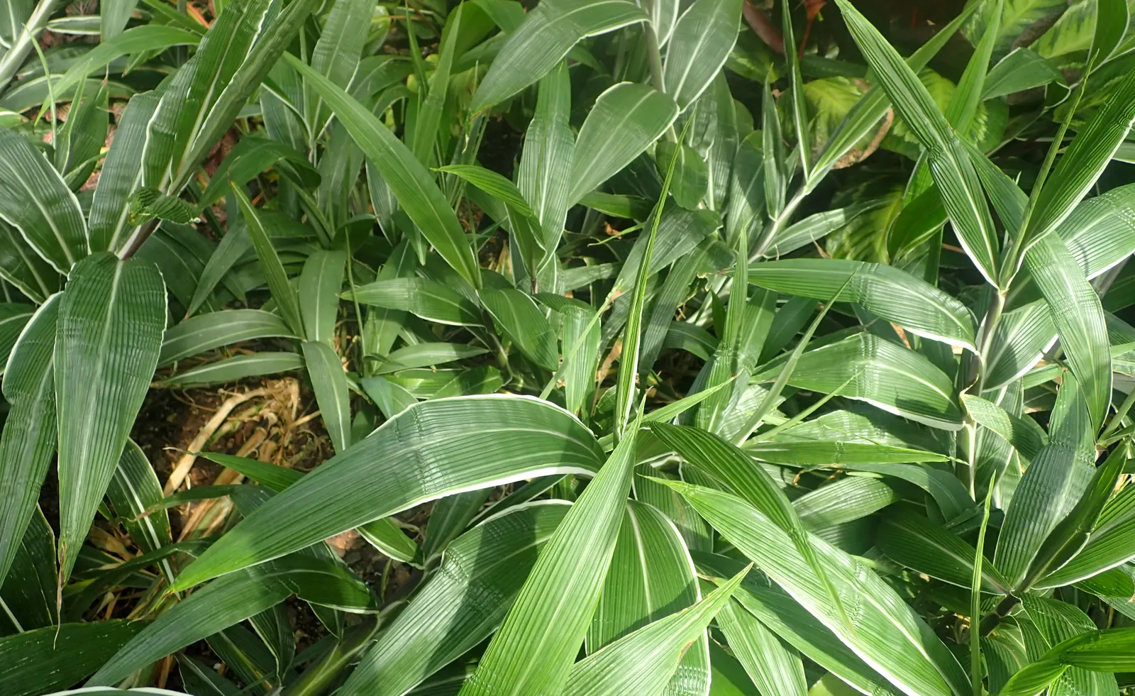 Palmgrass (Setaria Palmifolia) — reaching up to 2-3 feet in length