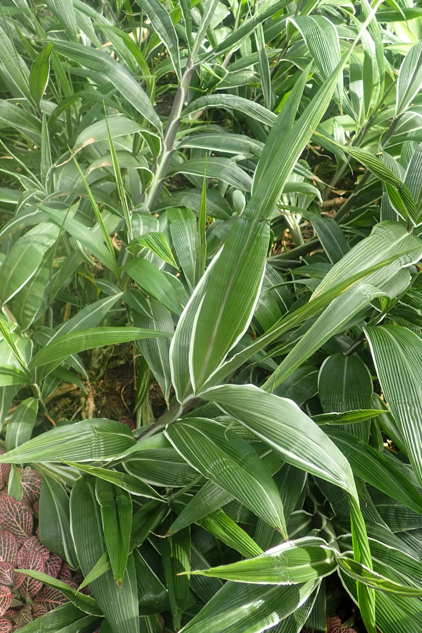 Palmgrass (Setaria Palmifolia) — it is important to not overwater