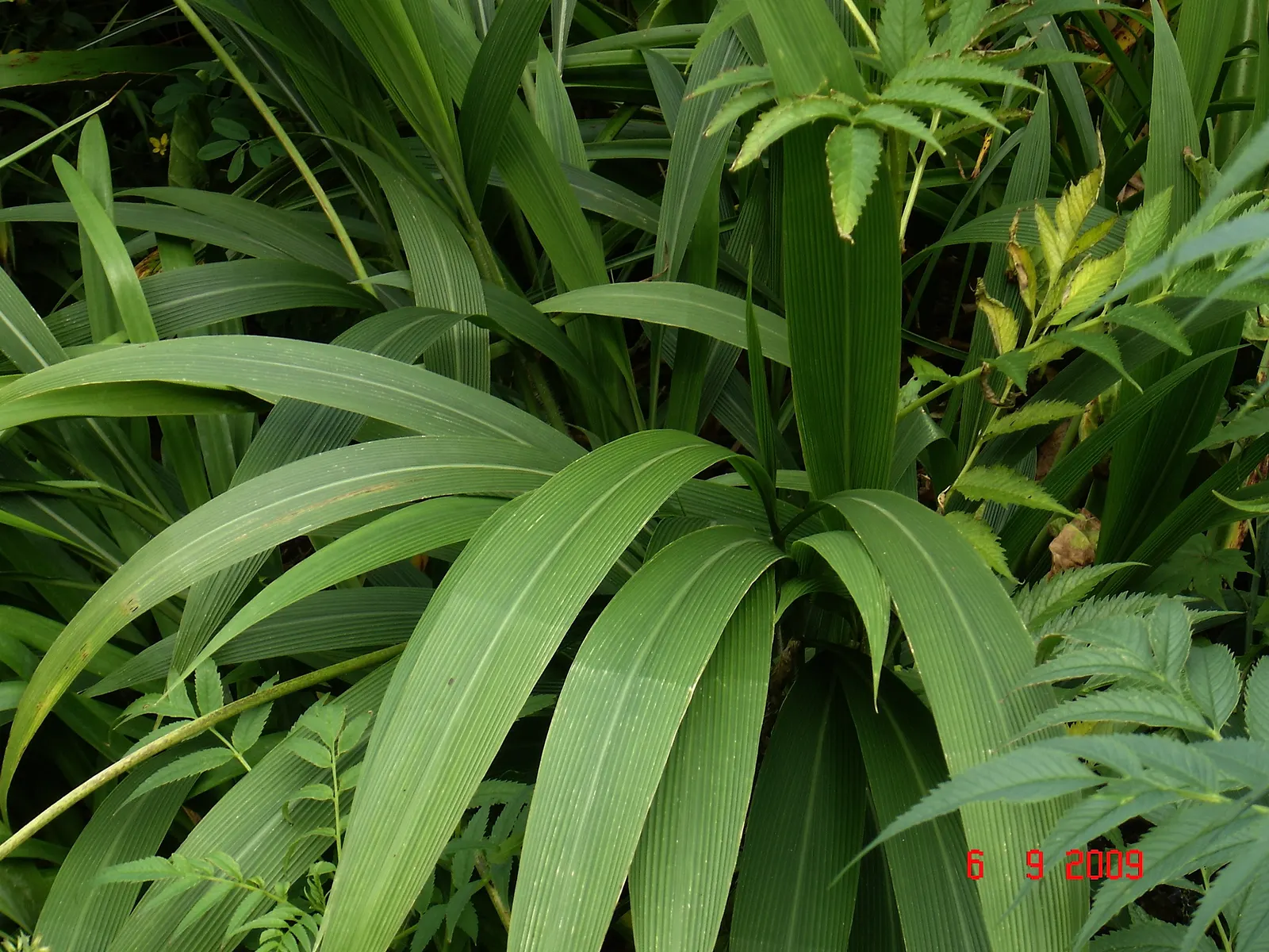 Palmgrass (Setaria Palmifolia) — is a distinctive ornamental grass prized for its tropical appearance and broad