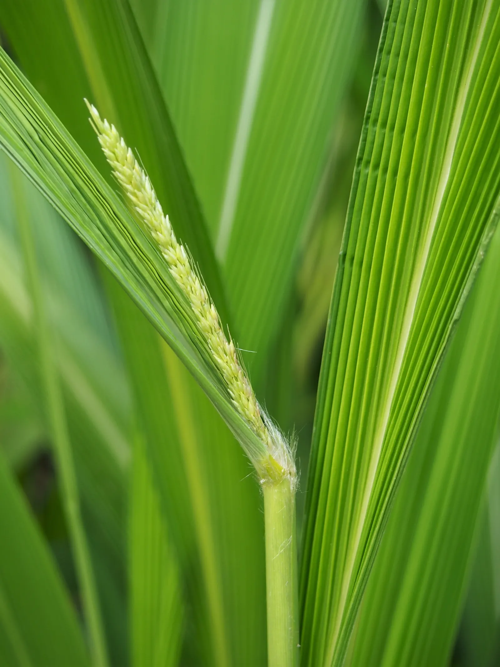 Palmgrass (Setaria Palmifolia) — Setaria palmifolia is also fairly resistant to pests and diseases; <br><br>When designing a client's garden
