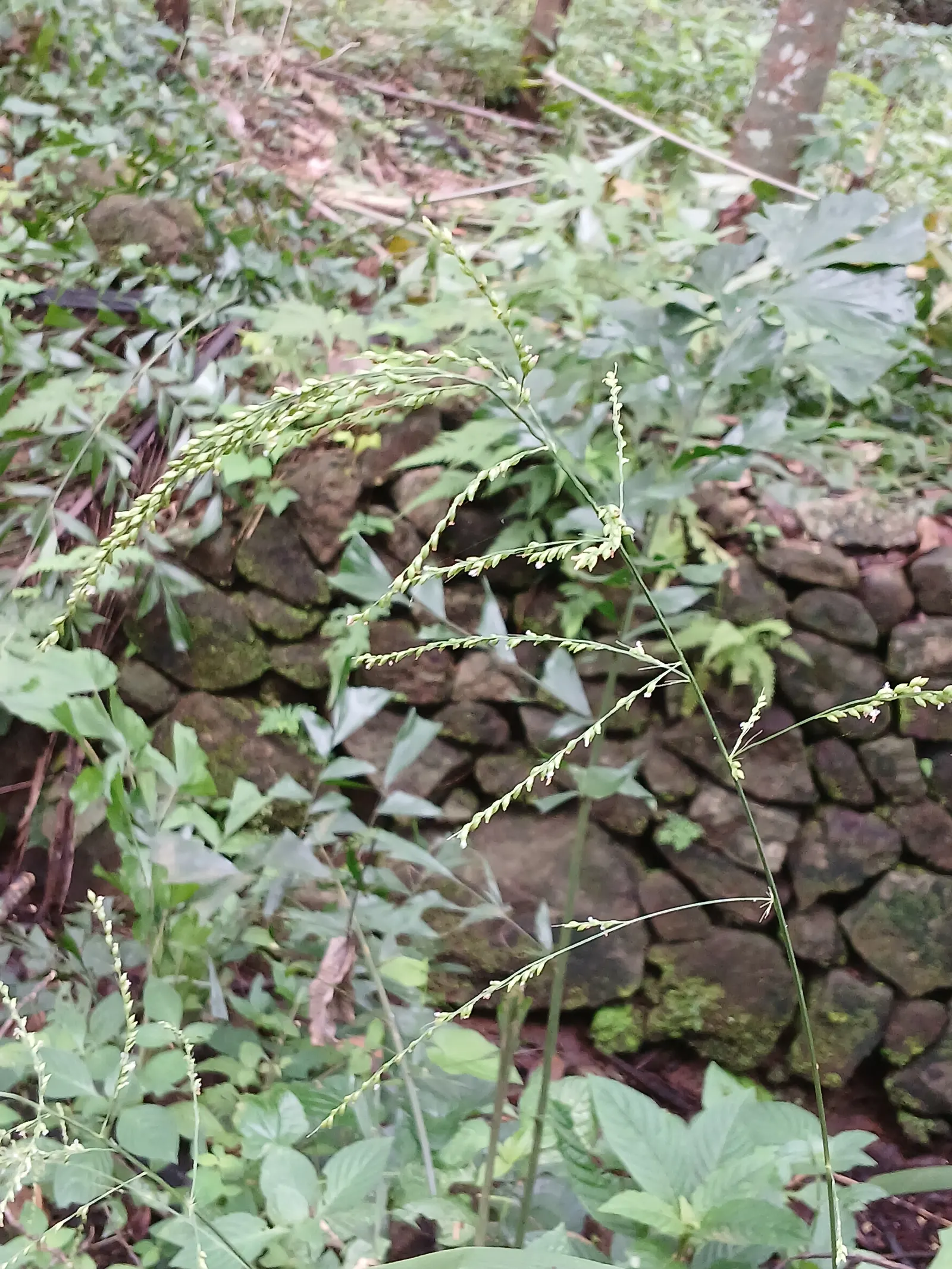 Palmgrass (Setaria Palmifolia) — which can grow up to 2 feet in length and 2 inches wide; green flowers in the garden