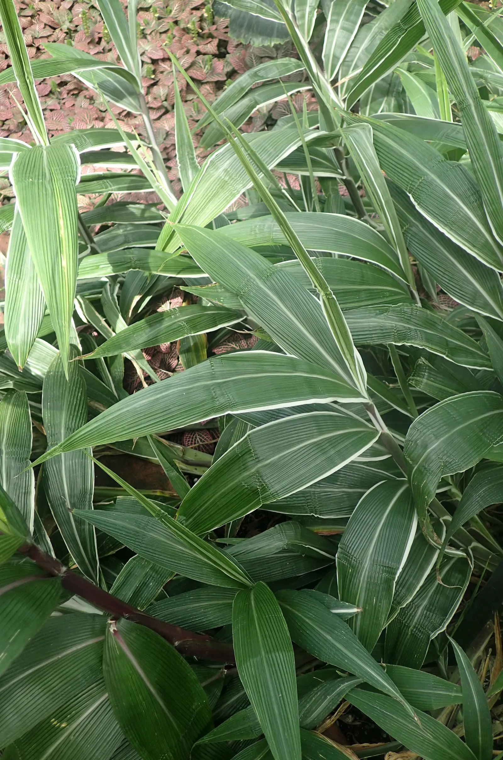 Palmgrass (Setaria Palmifolia) — commonly known as Palmgrass