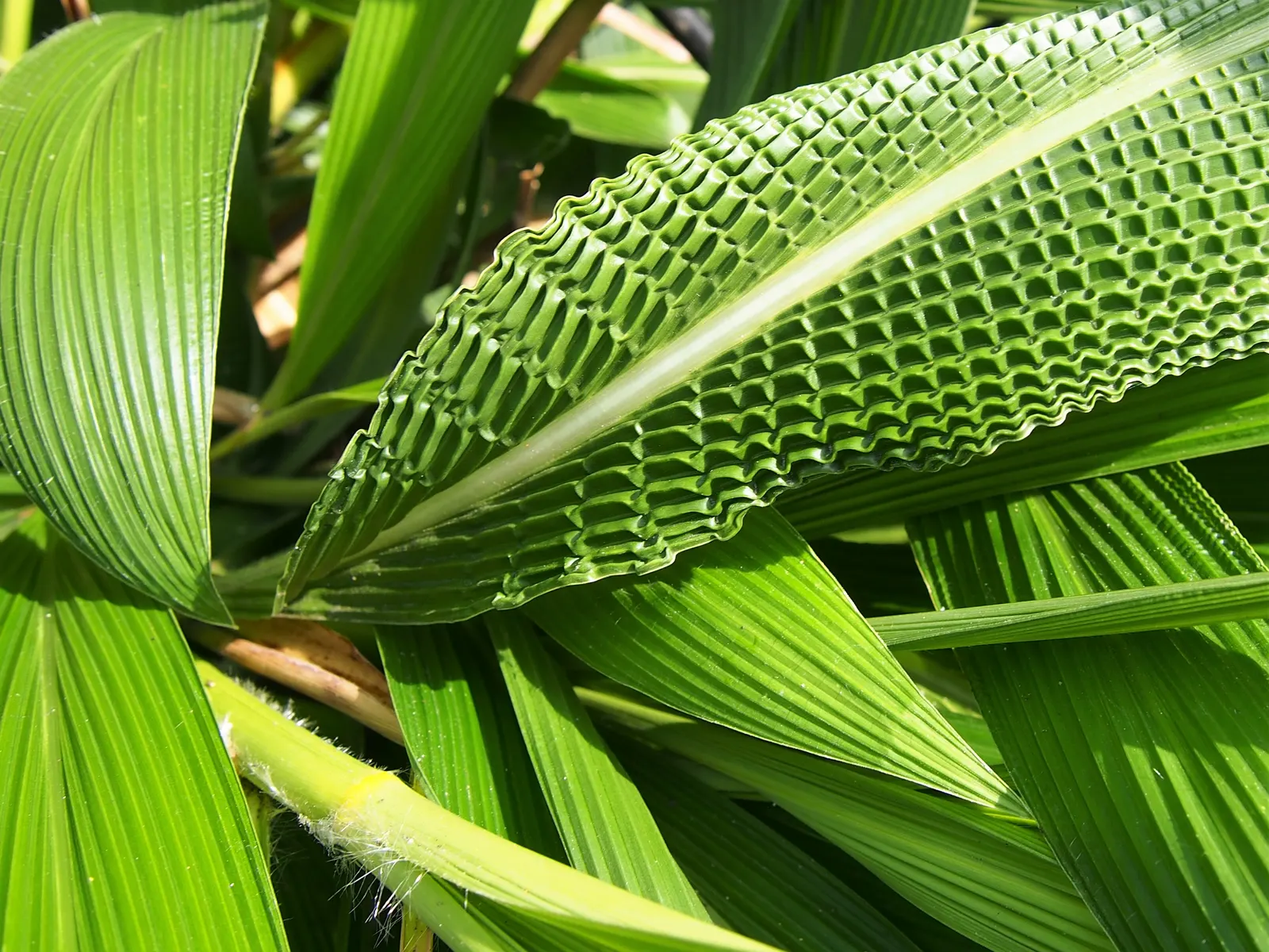 Palmgrass (Setaria Palmifolia) — Its clumping habit spans approximately 2-4 feet wide, requiring minimal maintenance once established; it is important to not