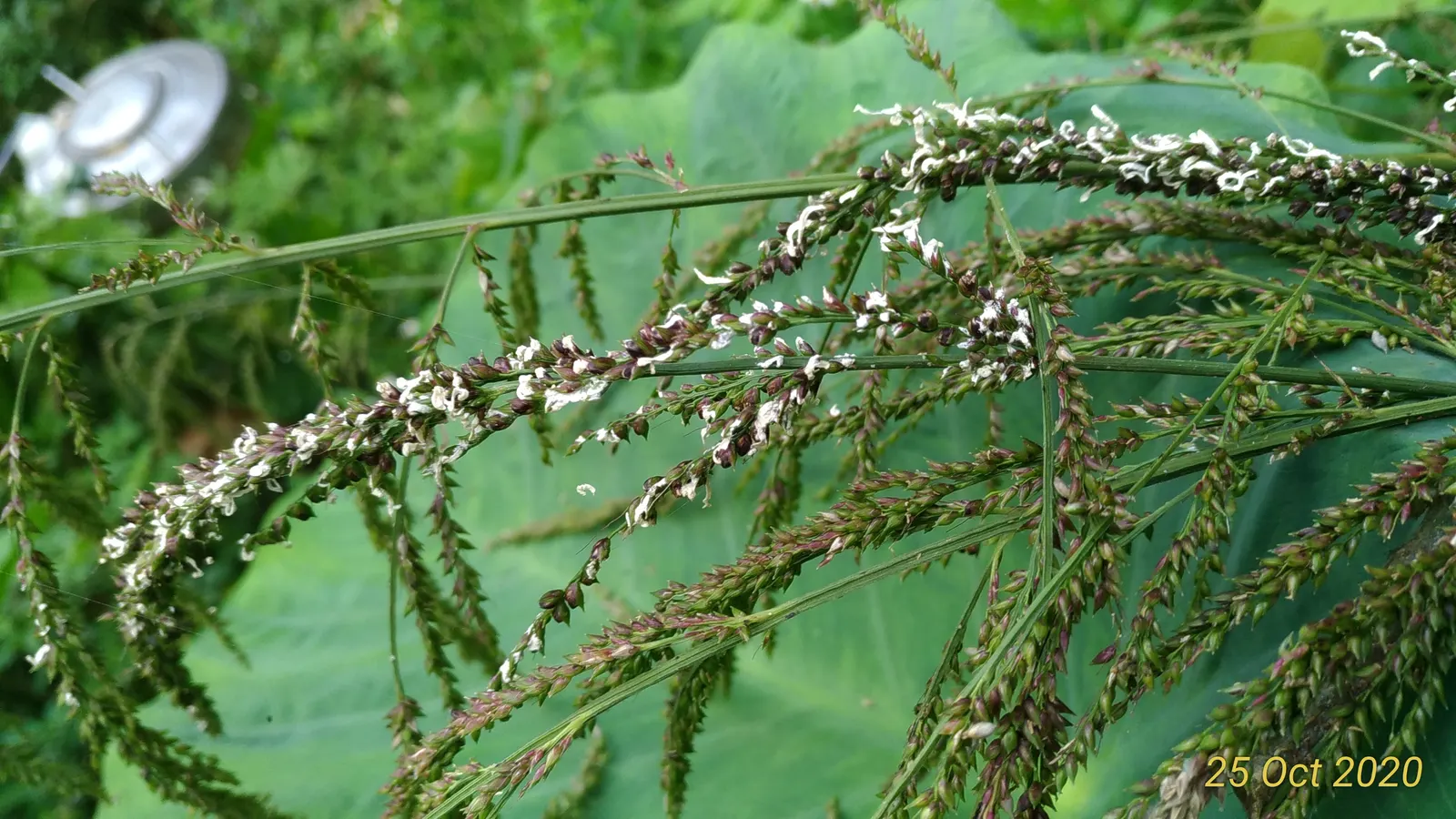 Palmgrass (Setaria Palmifolia) — with establishment - however; palmgrass serves as an exceptional focal point or backdrop plant in a tropical or Asian-themed