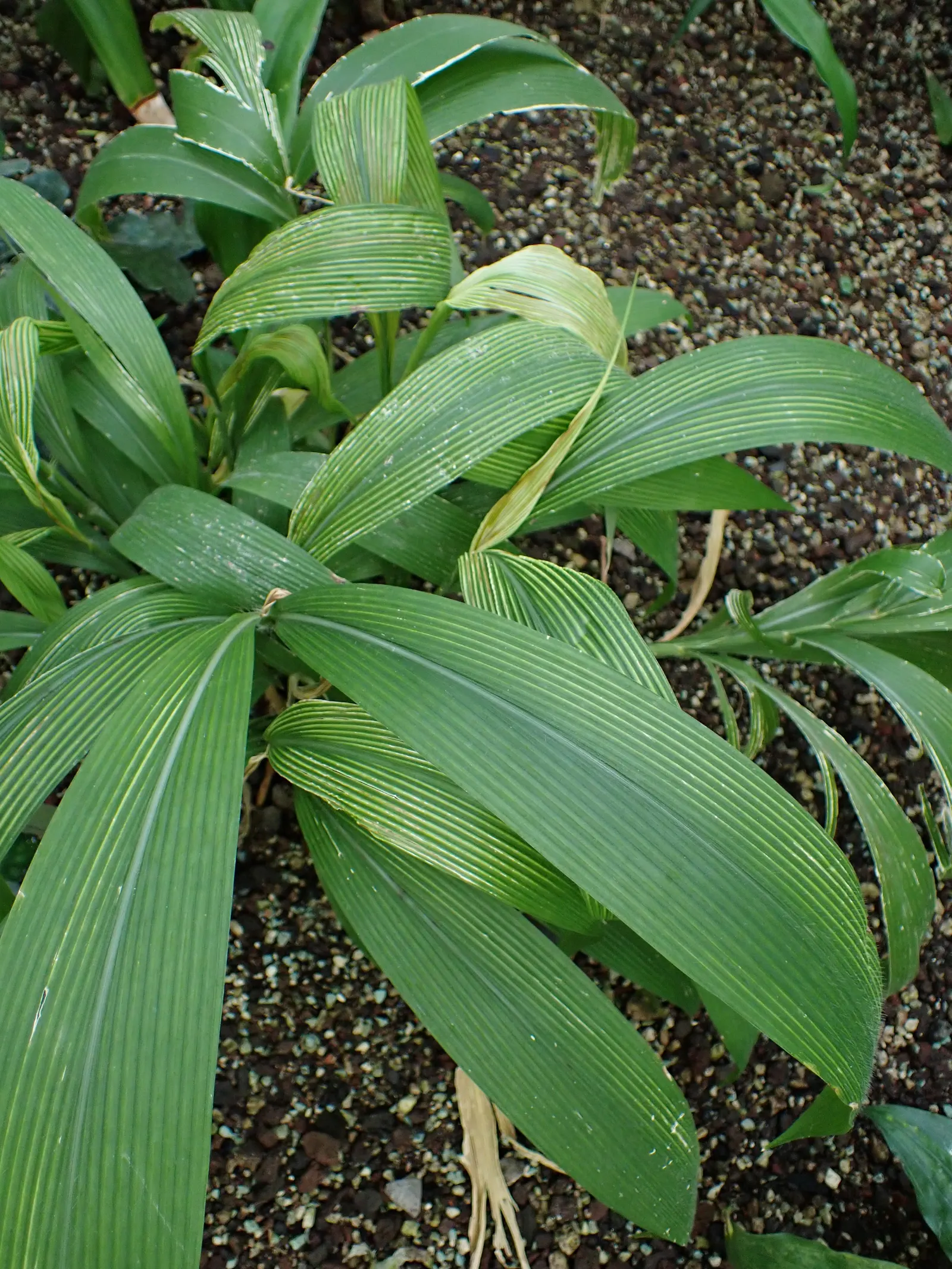 Palmgrass (Setaria Palmifolia) — which can grow up to 2 feet in length and 2 inches wide; green flowers in the garden, image 57