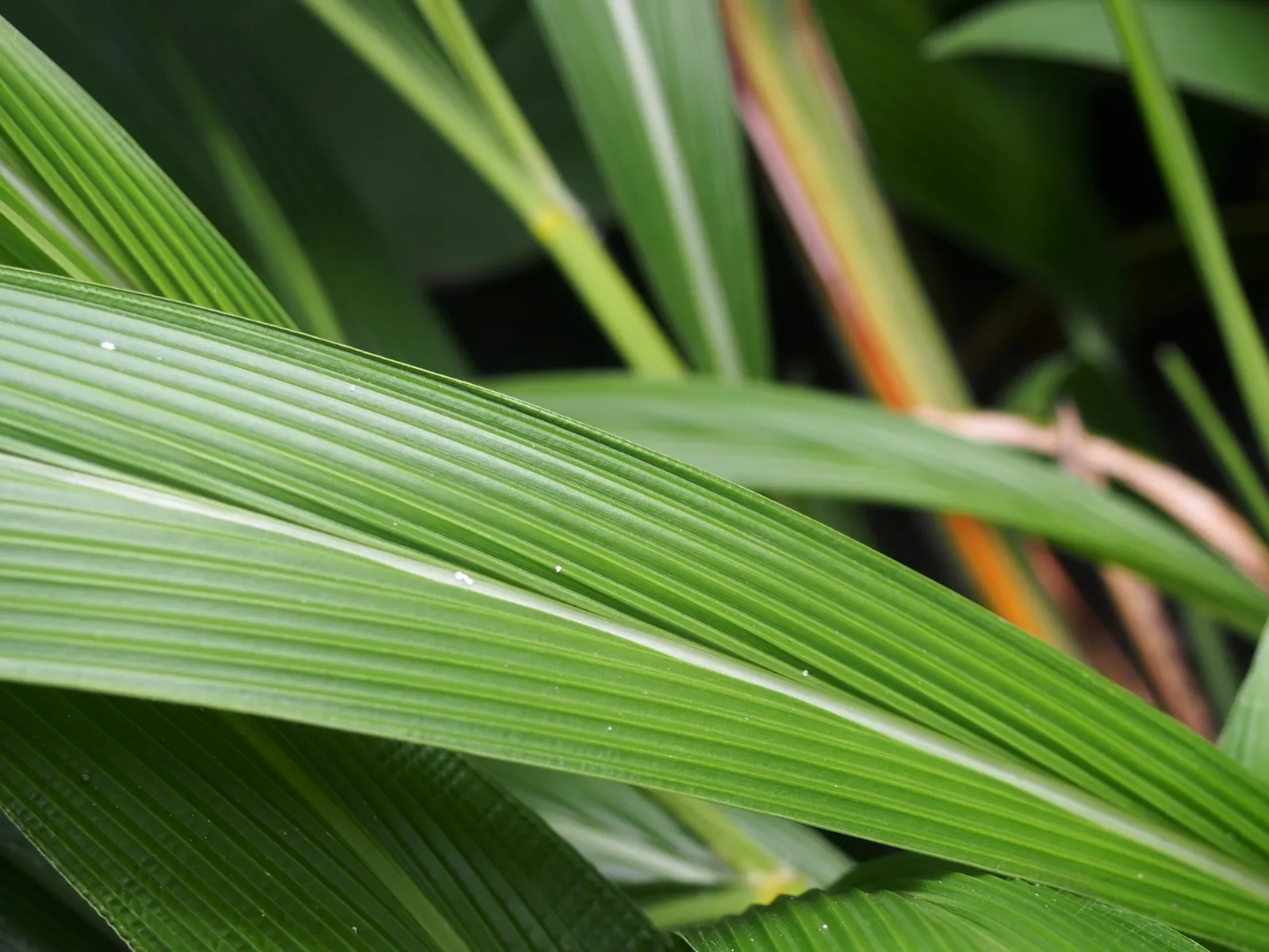 Palmgrass (Setaria Palmifolia) — green flowers in the garden