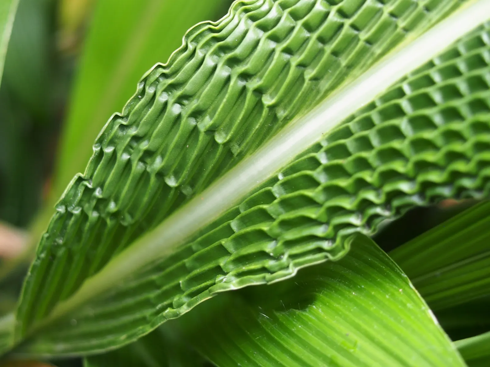 Palmgrass (Setaria Palmifolia) — making it an excellent choice for adding texture and vertical interest to the landscape; is a distinctive, image 55