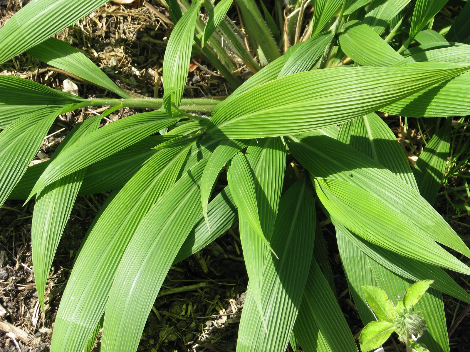 Palmgrass (Setaria Palmifolia) — Thriving in zones 8-11, it prefers partial shade and moist, well-drained soil; reaching up to 2-3 feet in length, image 48