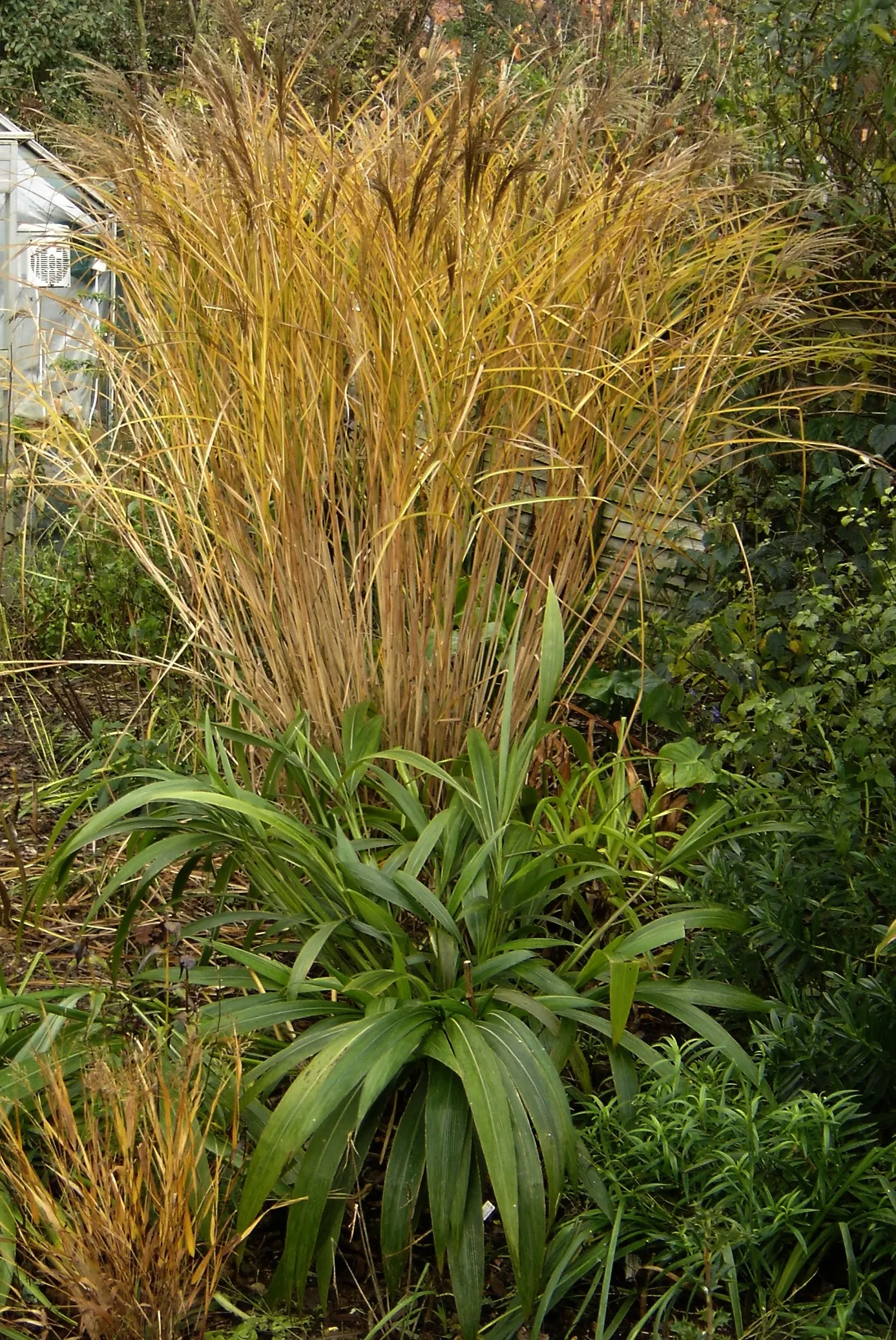 Palmgrass (Setaria Palmifolia) — are deep green and arranged in a pleated pattern; commonly known as Palmgrass, image 58