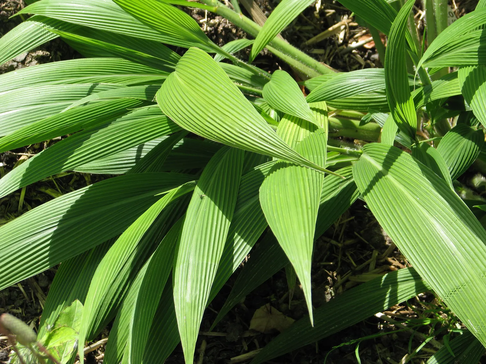 Palmgrass (Setaria Palmifolia) — corrugated foliage which resembles that of a small palm tree; with establishment - however
