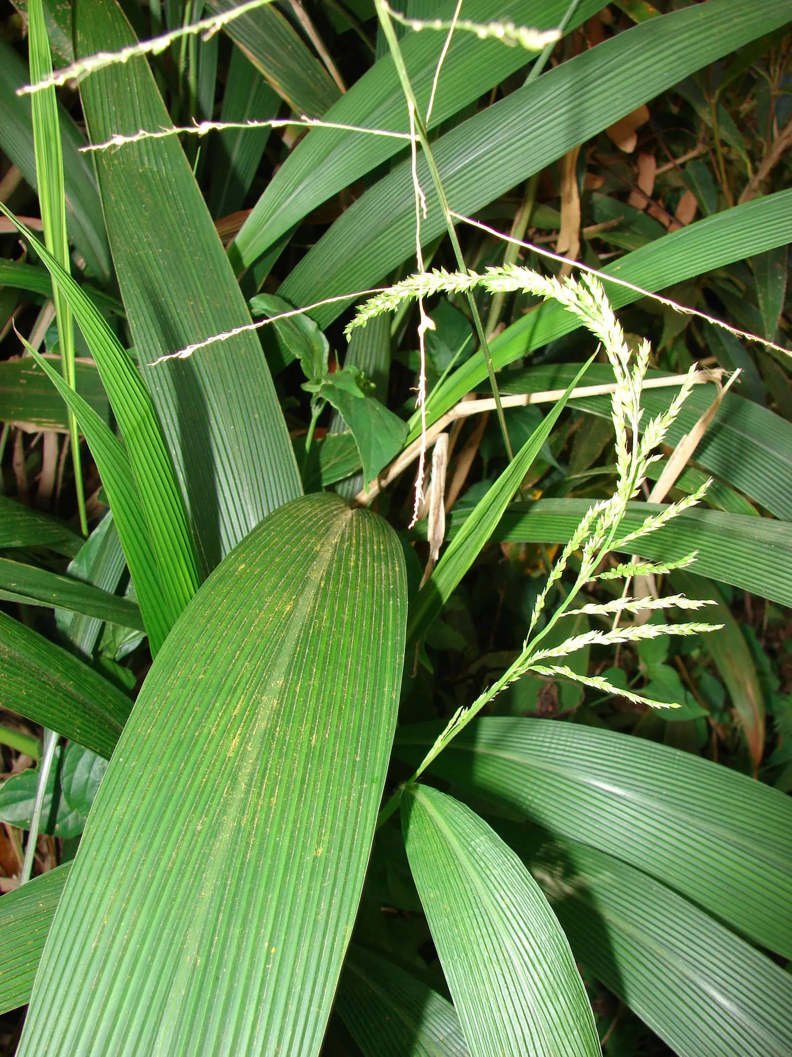 Palmgrass (Setaria Palmifolia) — corrugated foliage which resembles that of a small palm tree; with establishment - however, image 53