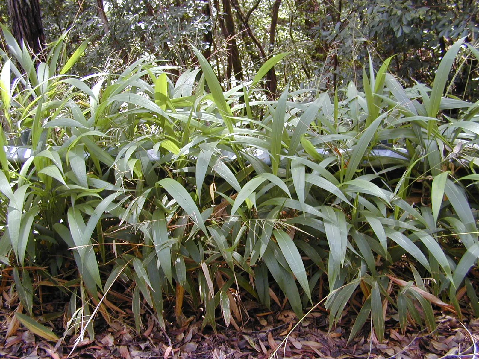Palmgrass (Setaria Palmifolia) — it is important to not overwater; its clumping habit spans approximately 2-4 feet wide, requiring minimal, image 61