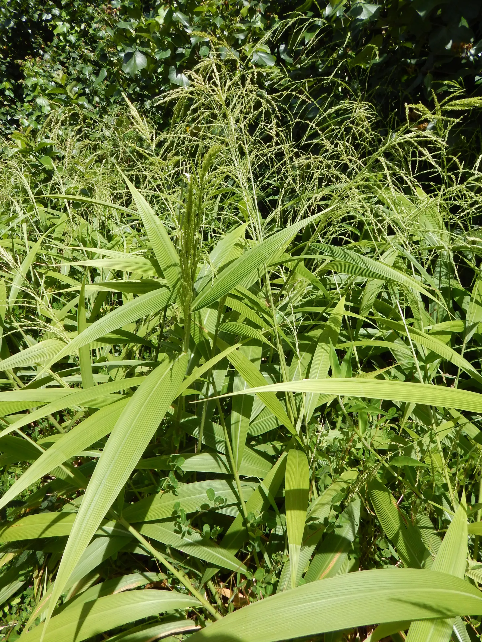 Palmgrass (Setaria Palmifolia) — making it an excellent choice for adding texture and vertical interest to the landscape; is a distinctive ornamental grass