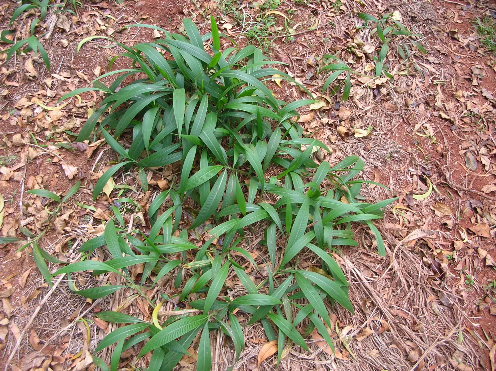 Palmgrass (Setaria Palmifolia) — This grass adds a lush, exotic texture to gardens and is ideal for understory plantings or container displays; native to the