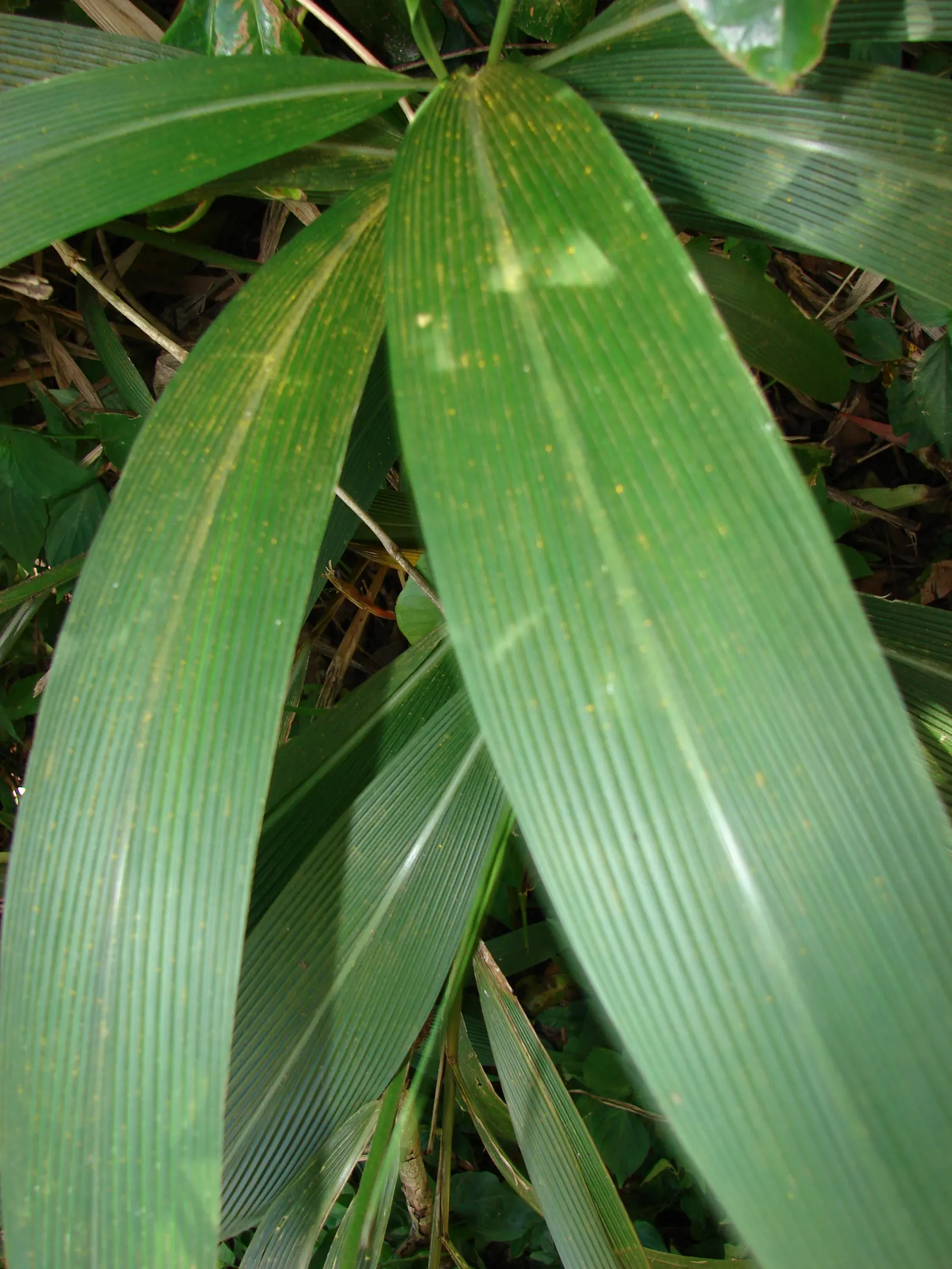 Palmgrass (Setaria Palmifolia) — green flowers in the garden; setaria palmifolia is also fairly resistant to pests and diseases