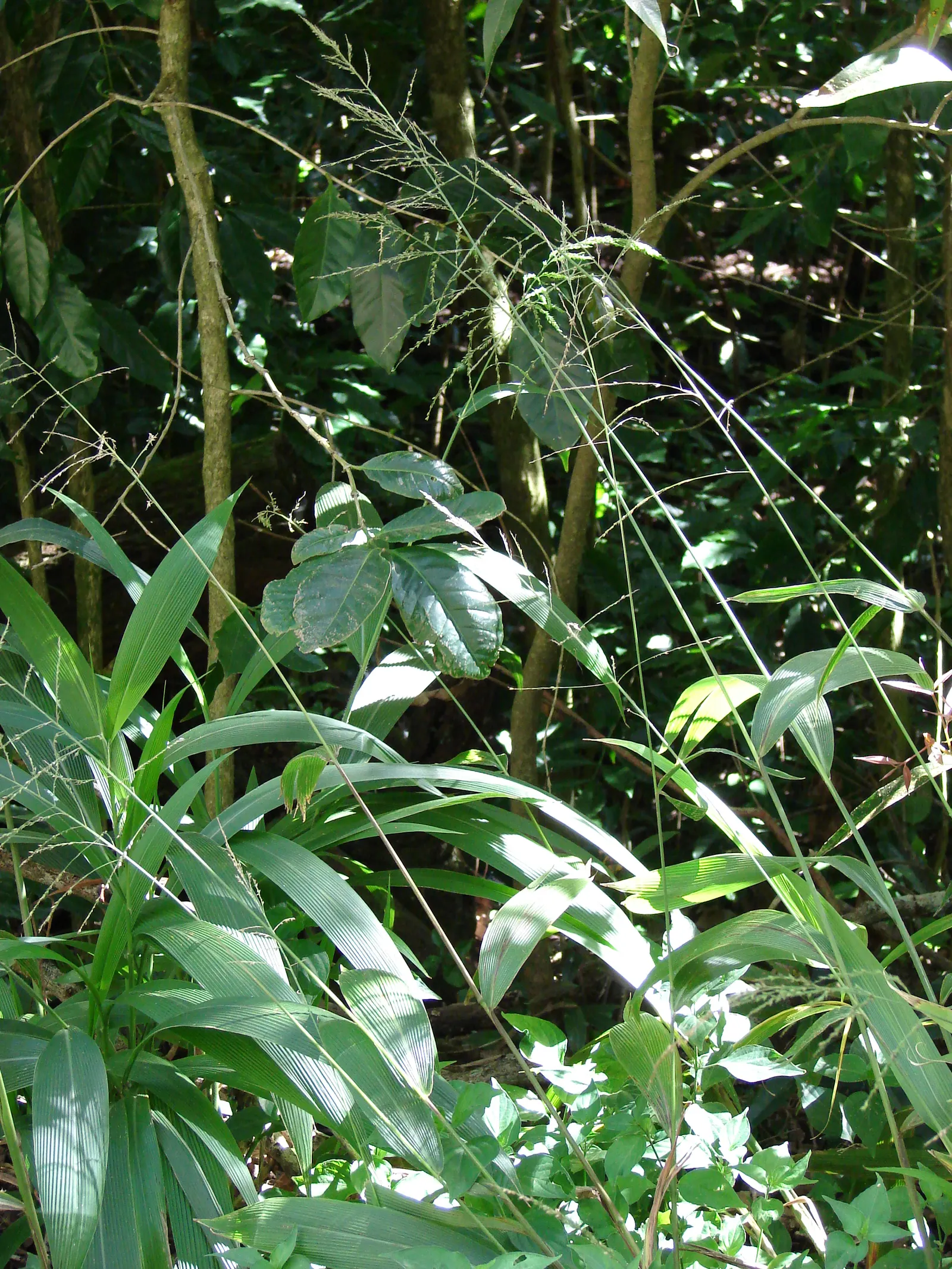 Palmgrass (Setaria Palmifolia) — reaching up to 2-3 feet in length; as it is sensitive to root rot