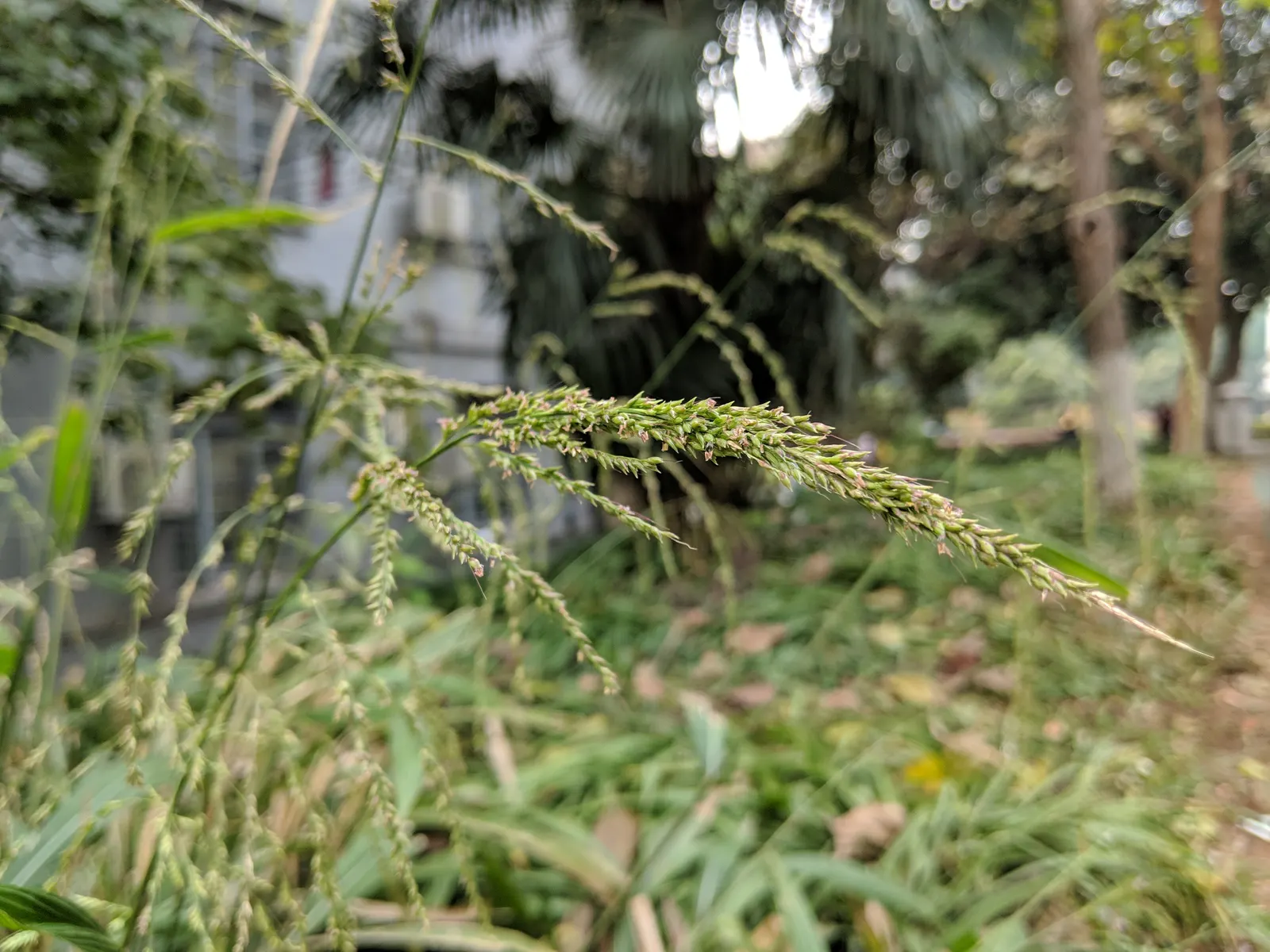 Palmgrass (Setaria Palmifolia) — is a distinctive ornamental grass prized for its tropical appearance and broad; corrugated foliage which resembles that of a