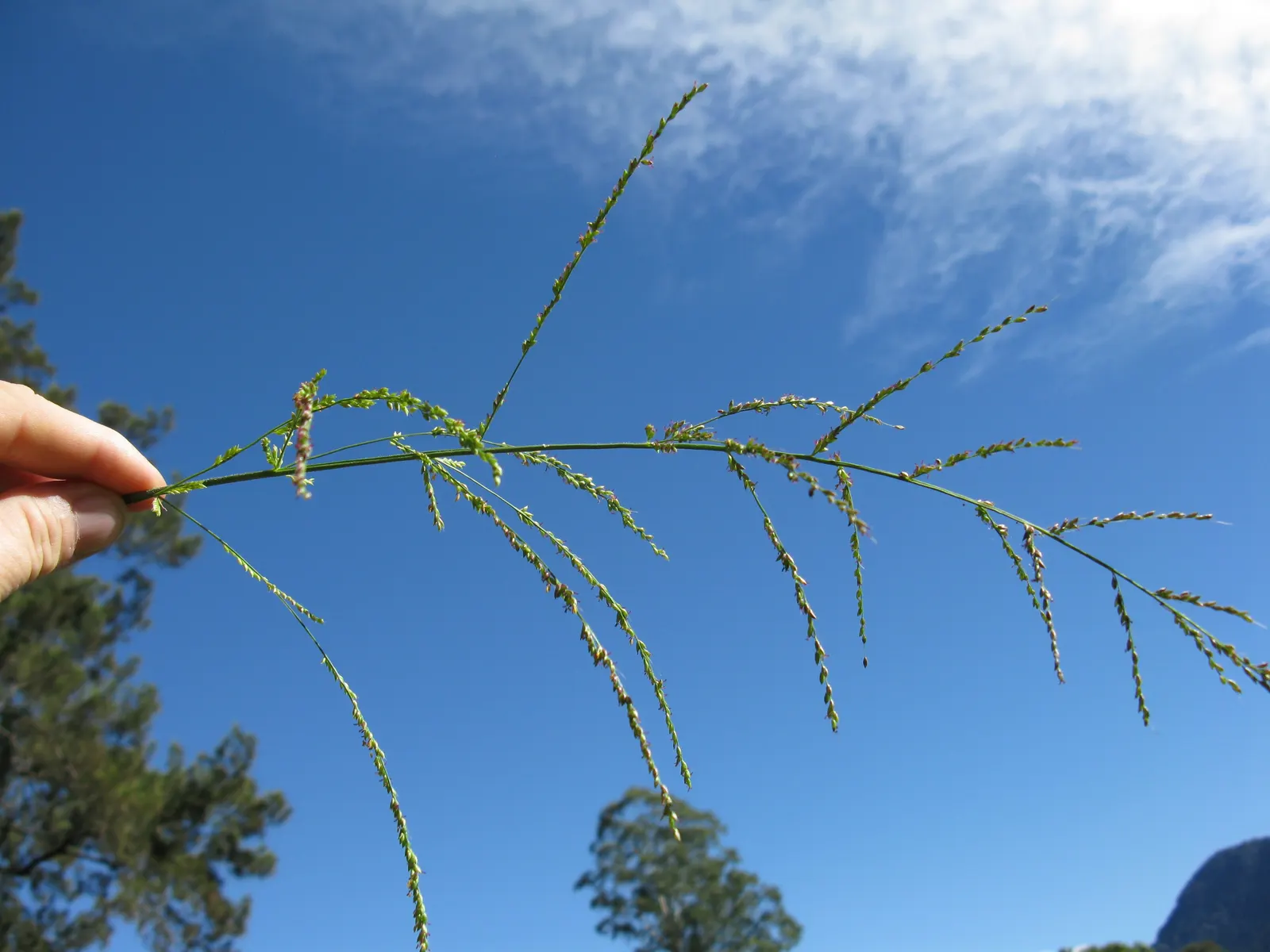 Palmgrass (Setaria Palmifolia) — Thriving in zones 8-11, it prefers partial shade and moist, well-drained soil; reaching up to 2-3 feet in length