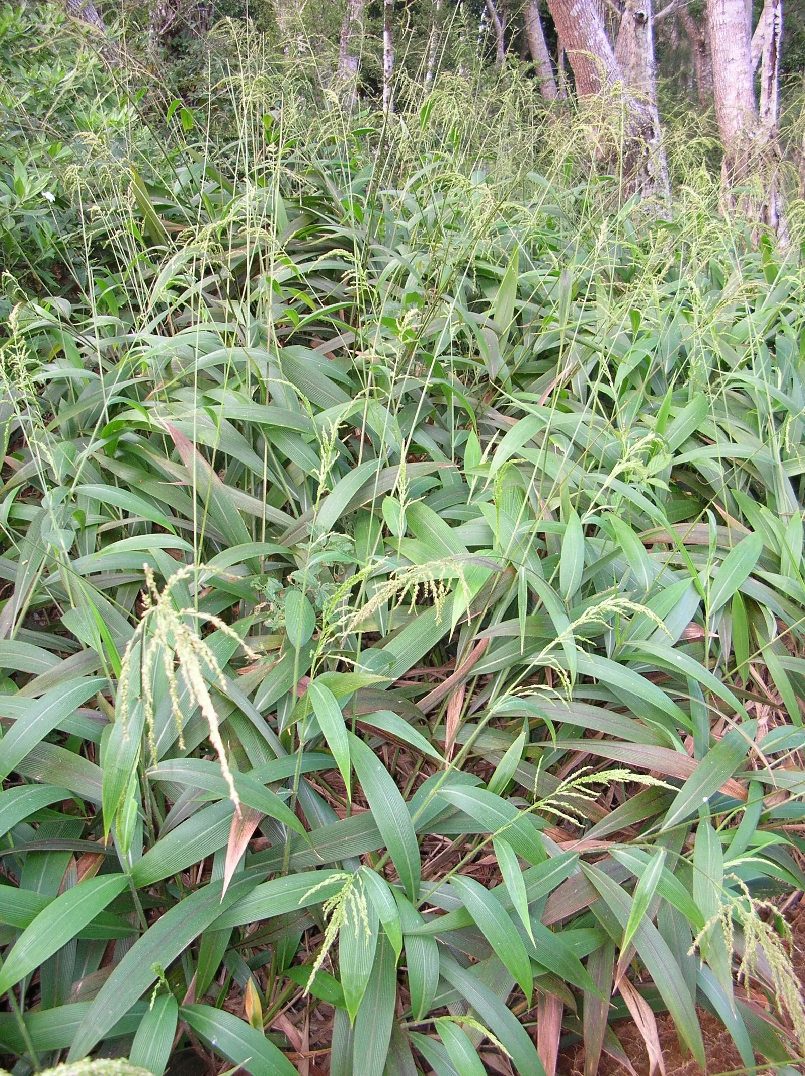 Palmgrass (Setaria Palmifolia) — The unique leaves of Setaria palmifolia; requiring well-draining soil and moderate watering