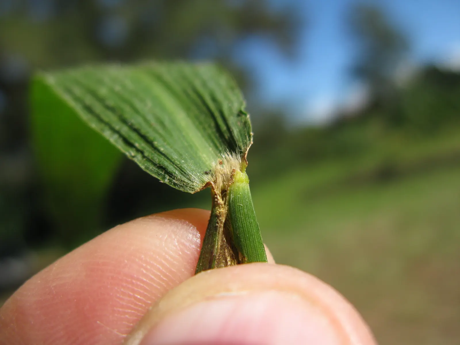 Palmgrass (Setaria Palmifolia) — ribbed leaves resembling palm fronds; making it an excellent choice for adding texture and vertical interest to, image 46