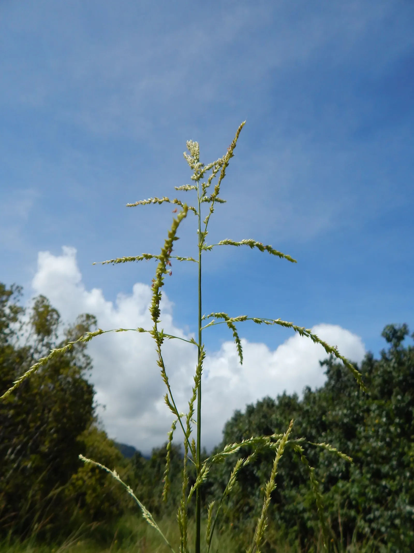 Palmgrass (Setaria Palmifolia) — is a tropical perennial with broad; thriving in zones 8-11, it prefers partial shade and moist, well-drained soil, image 45
