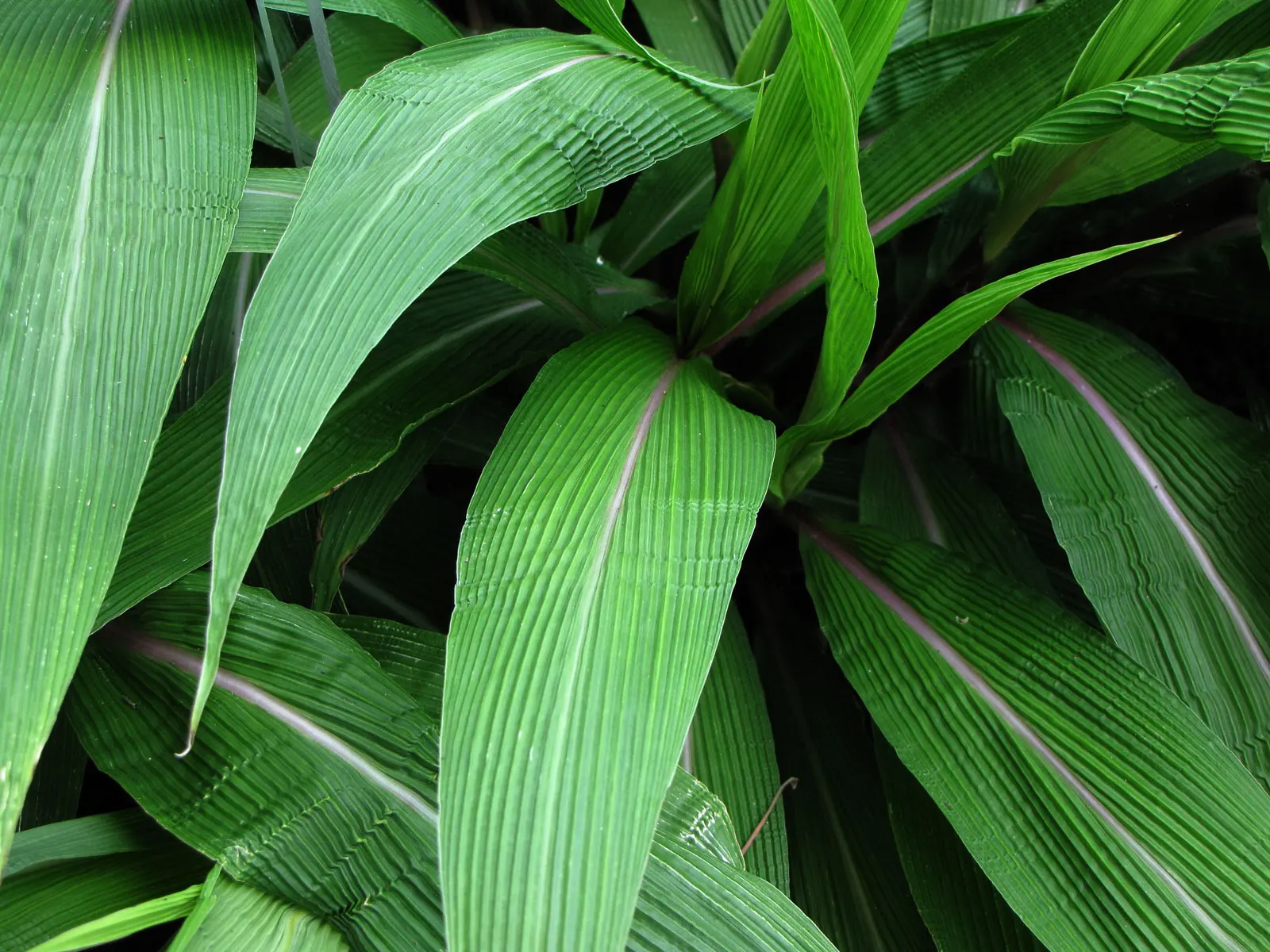 Palmgrass (Setaria Palmifolia) — is a tropical perennial with broad; thriving in zones 8-11, it prefers partial shade and moist, well-drained soil