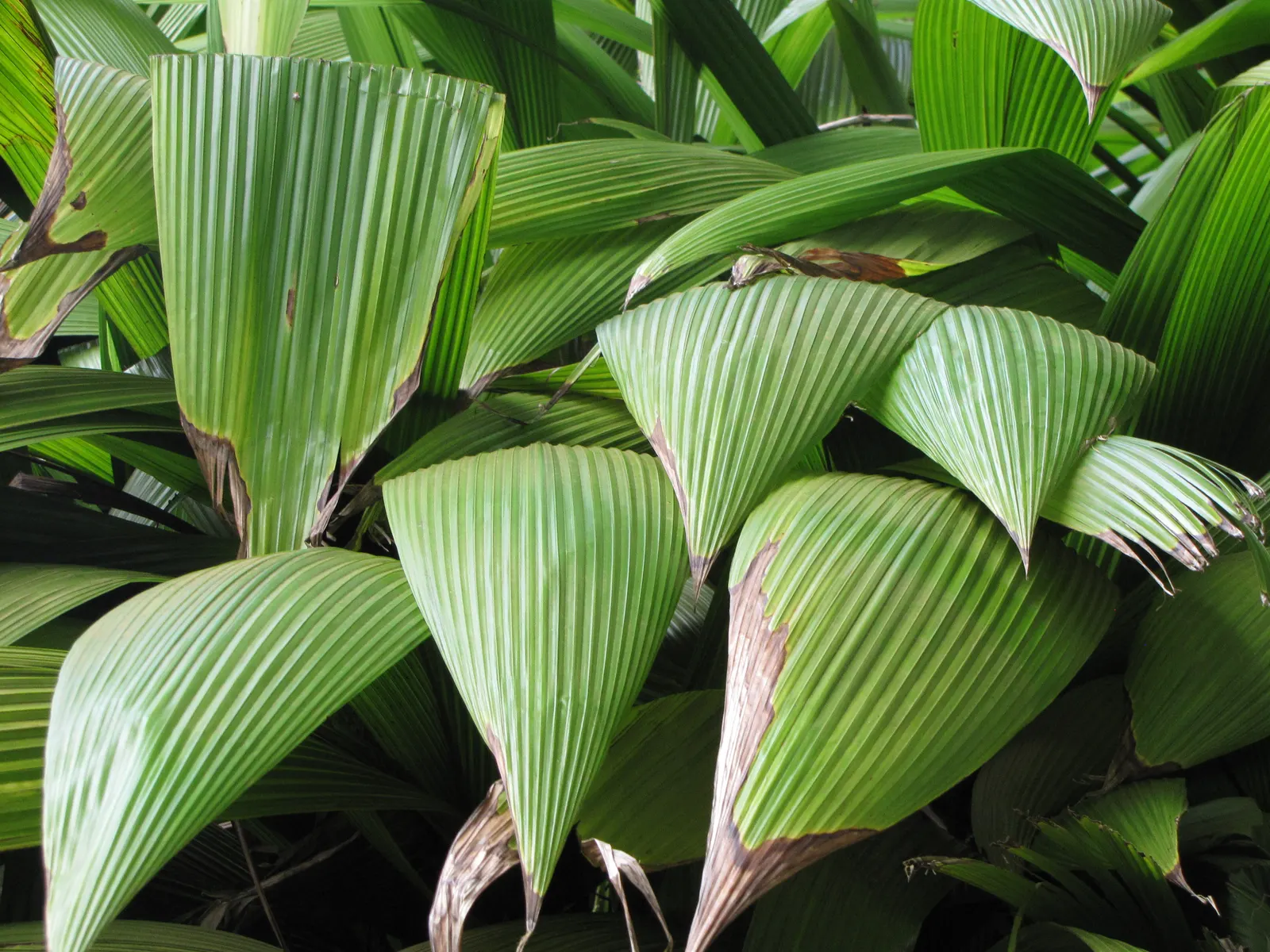 Palmgrass (Setaria Palmifolia) — ribbed leaves resembling palm fronds