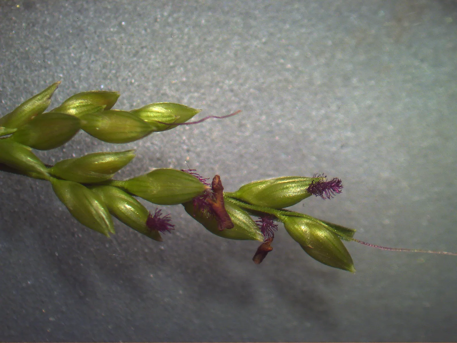 Palmgrass (Setaria Palmifolia) — reaching up to 2-3 feet in length; as it is sensitive to root rot, image 47