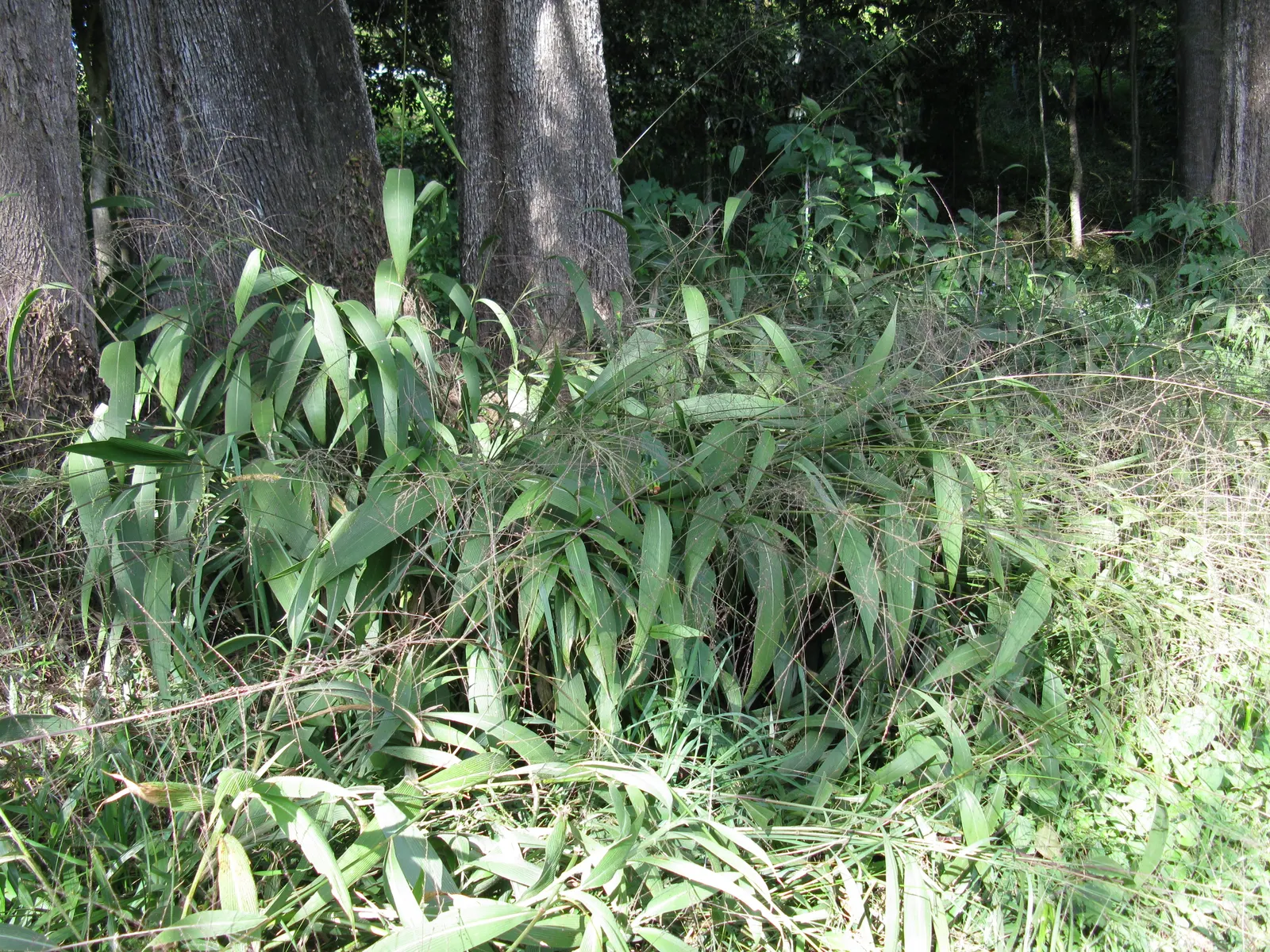Palmgrass (Setaria Palmifolia) — The unique leaves of Setaria palmifolia; requiring well-draining soil and moderate watering, image 56