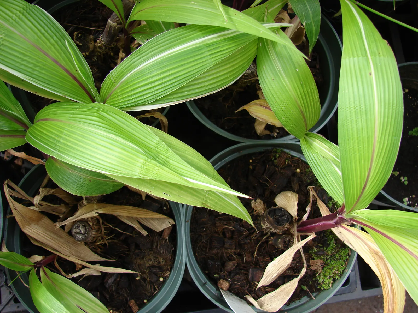 Palmgrass (Setaria Palmifolia) — Native to the regions of East Asia; is a tropical perennial with broad