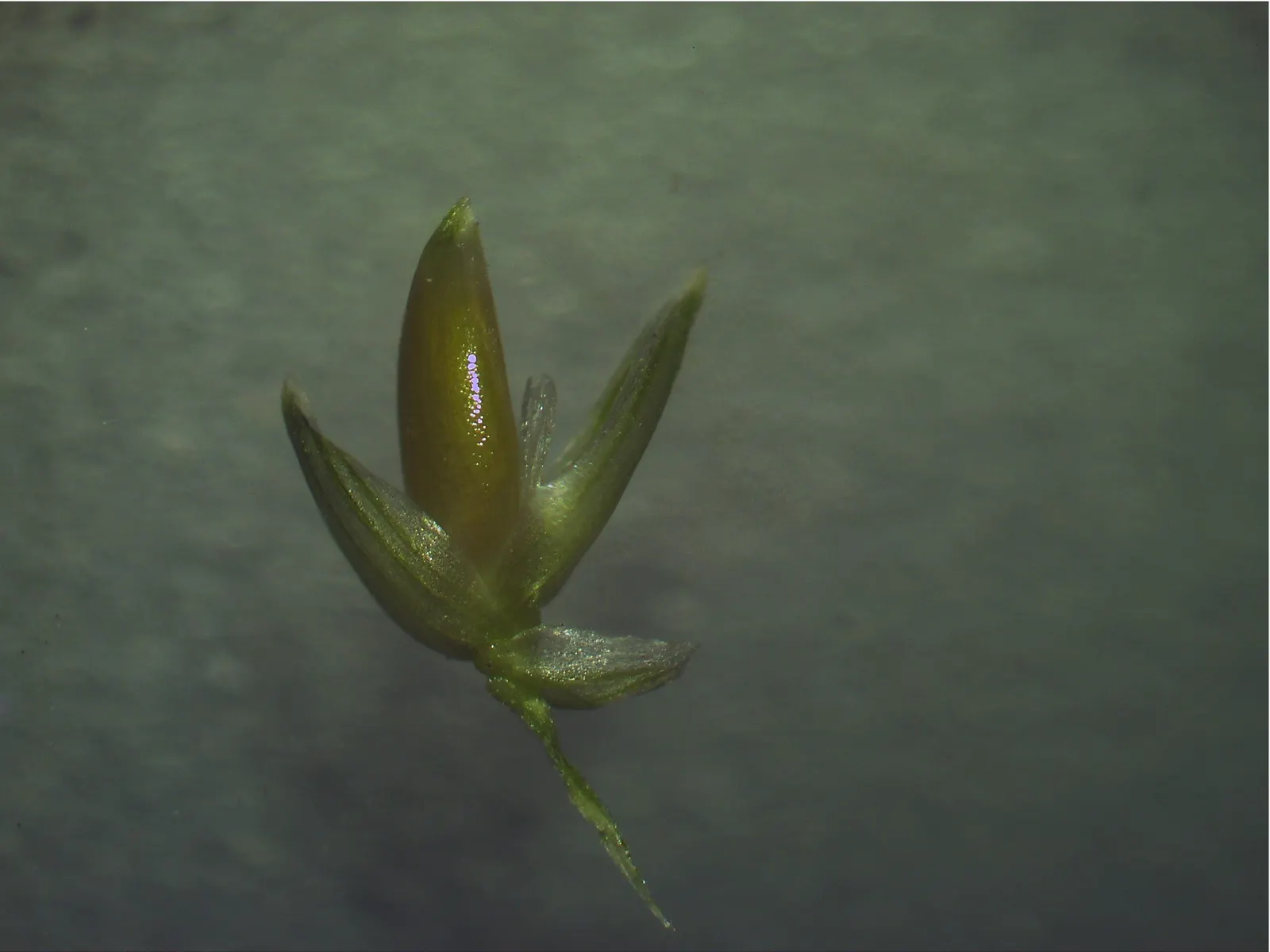 Palmgrass (Setaria Palmifolia) — as it is sensitive to root rot
