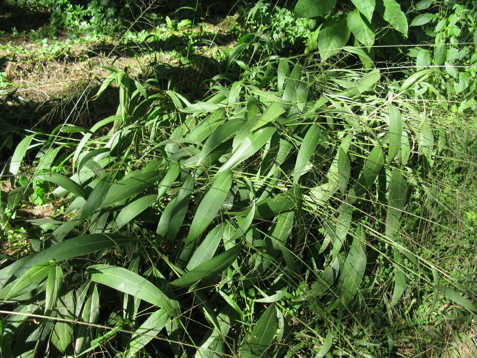 Palmgrass (Setaria Palmifolia) — Setaria palmifolia is also fairly resistant to pests and diseases