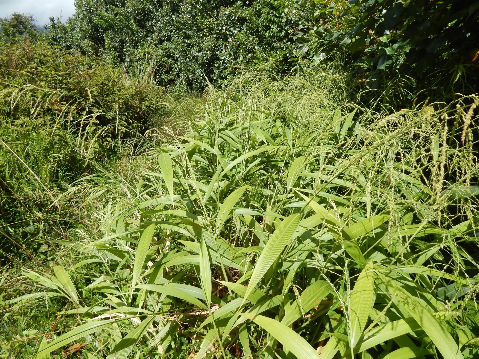 Palmgrass (Setaria Palmifolia) — commonly known as Palmgrass; ribbed leaves resembling palm fronds