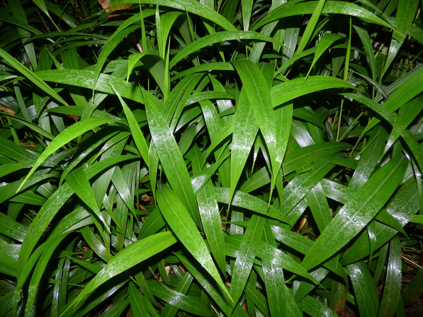 Palmgrass (Setaria Palmifolia) — requiring well-draining soil and moderate watering; are deep green and arranged in a pleated pattern, image 59