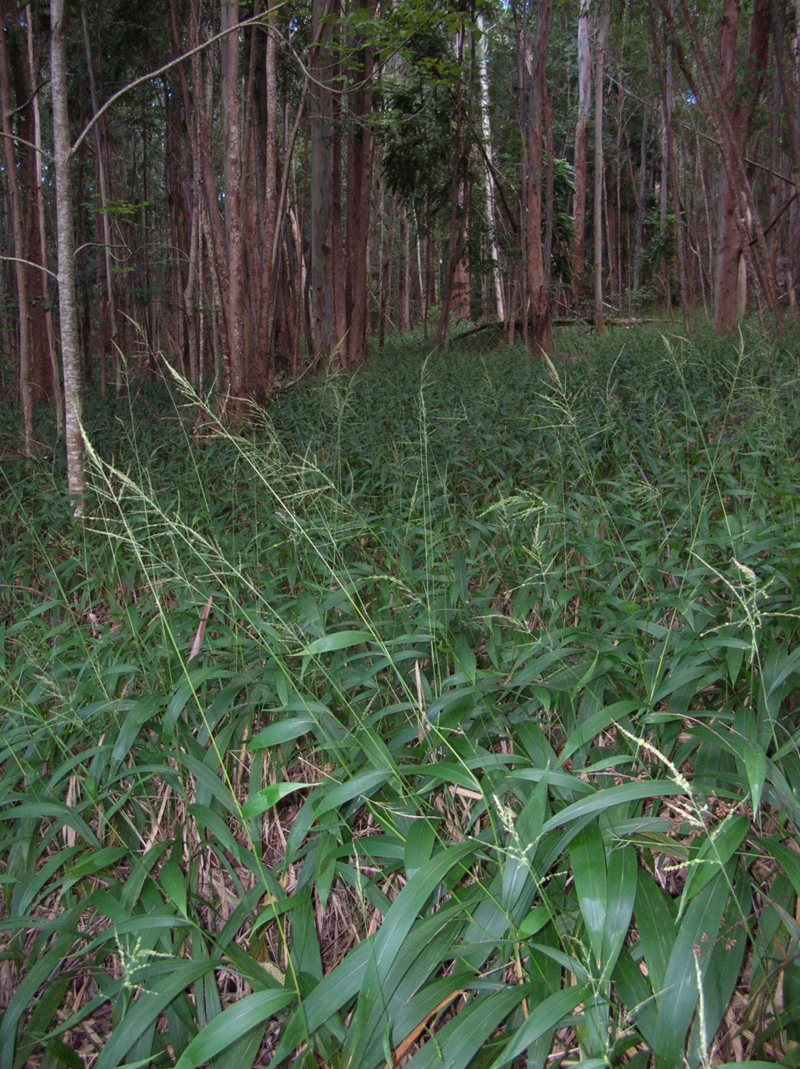 Palmgrass (Setaria Palmifolia) — commonly known as Palmgrass; ribbed leaves resembling palm fronds, image 51