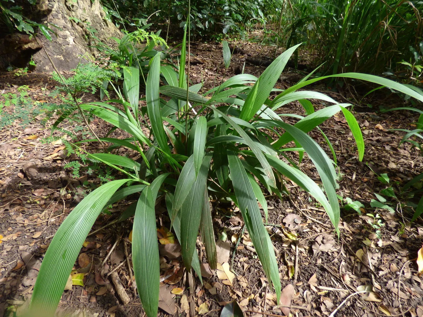 Palmgrass (Setaria Palmifolia) — Palmgrass serves as an exceptional focal point or backdrop plant in a tropical or Asian-themed garden