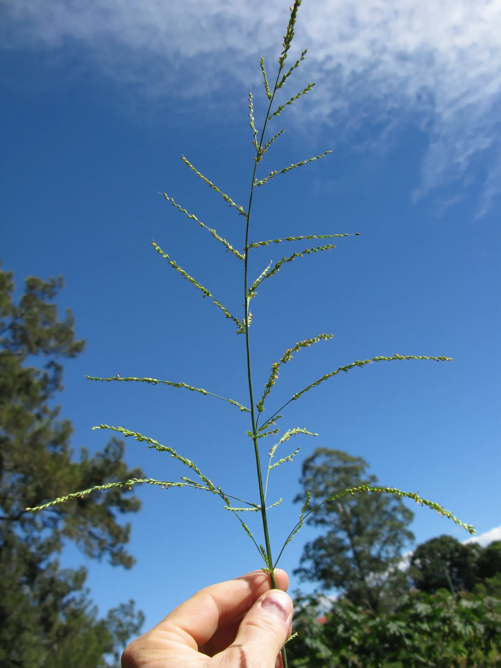 Palmgrass (Setaria Palmifolia) — The unique leaves of Setaria palmifolia